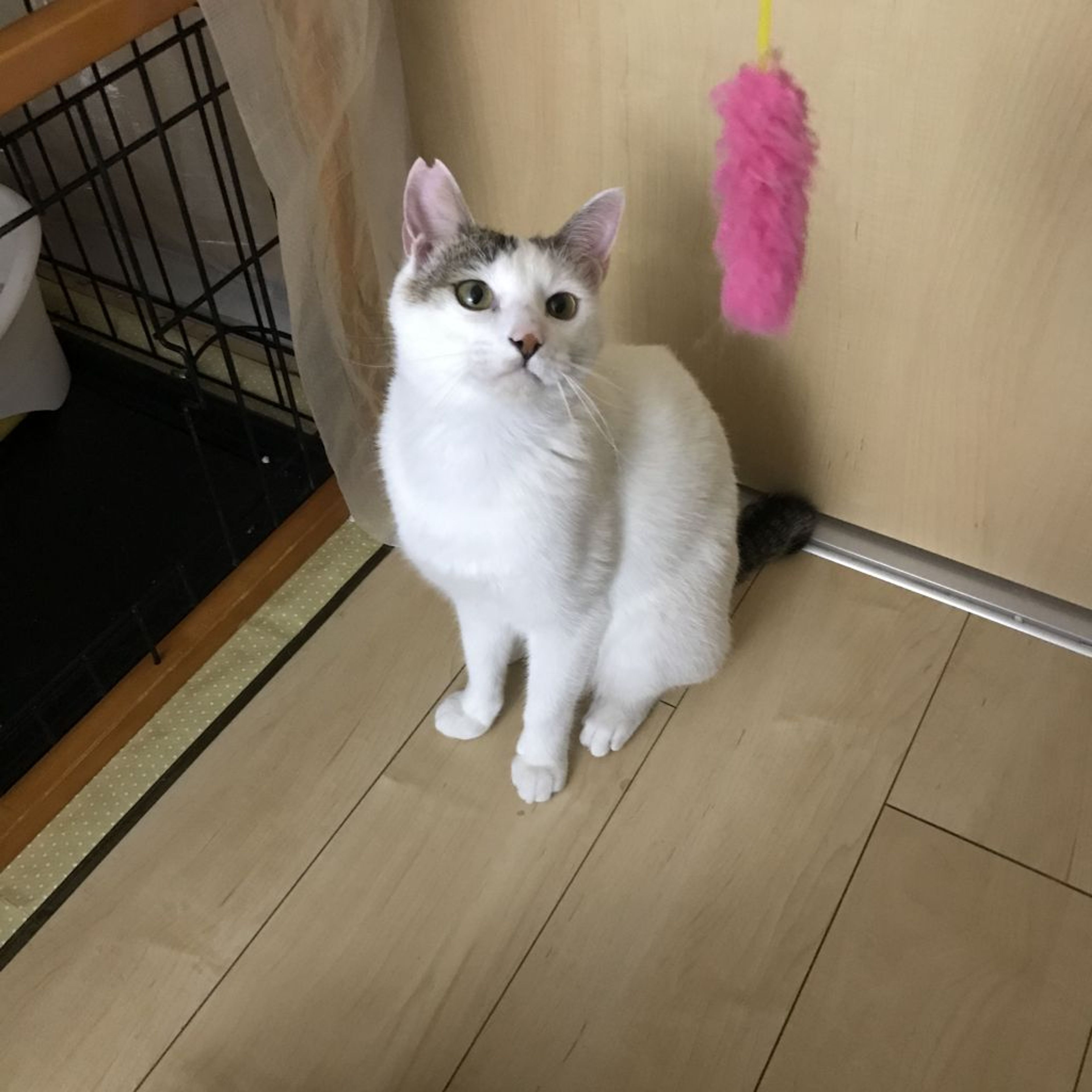 pet-image-6