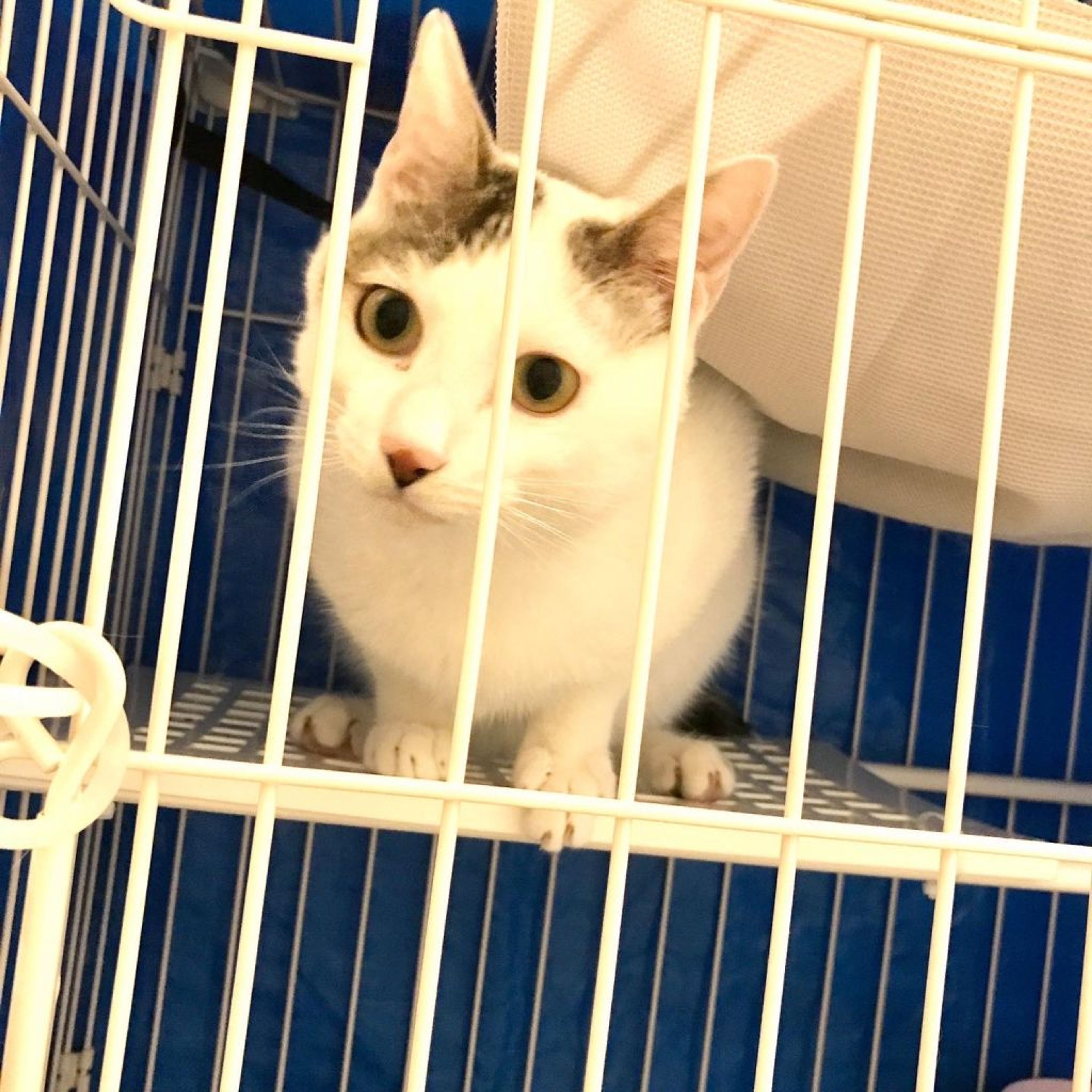 pet-image-7