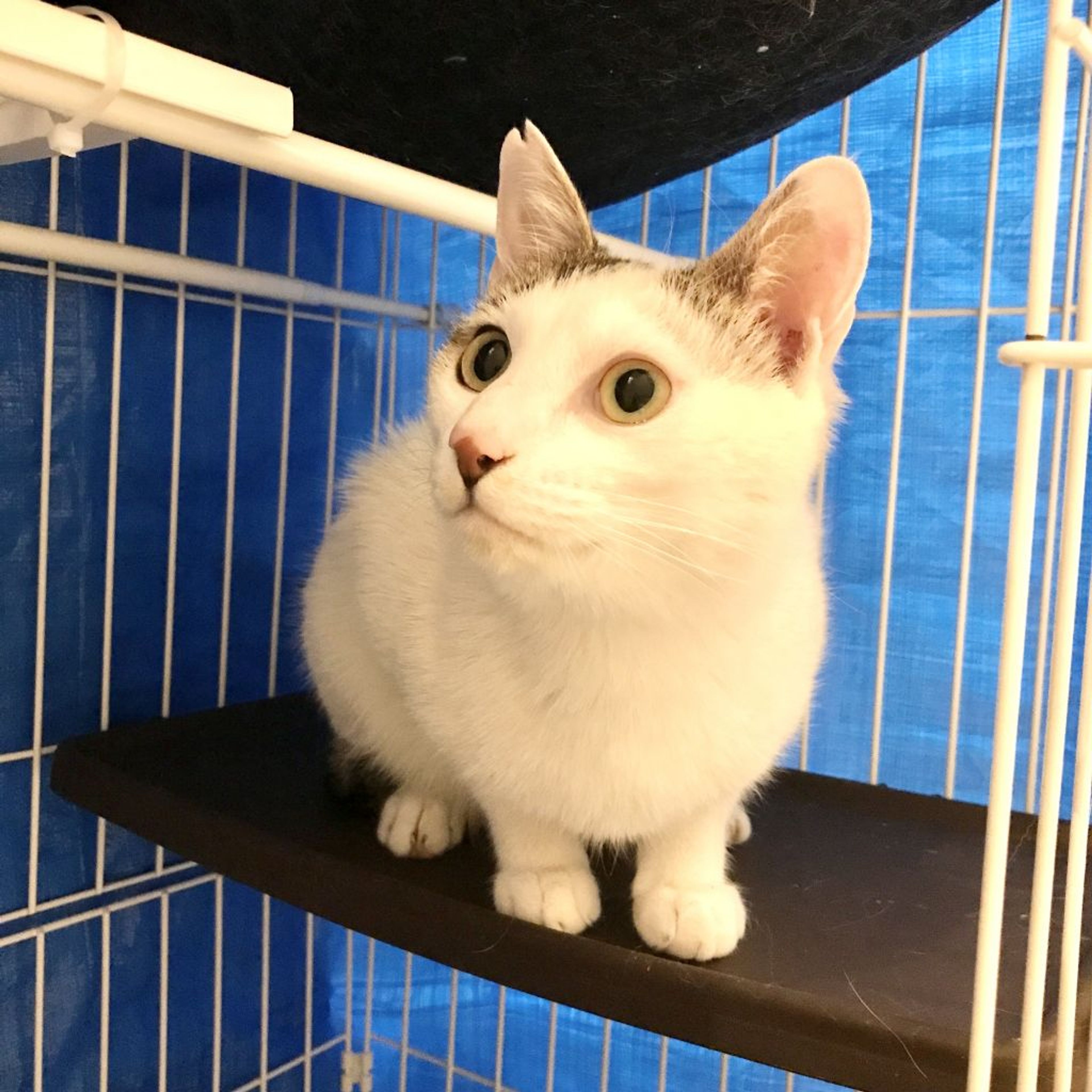 pet-image-8