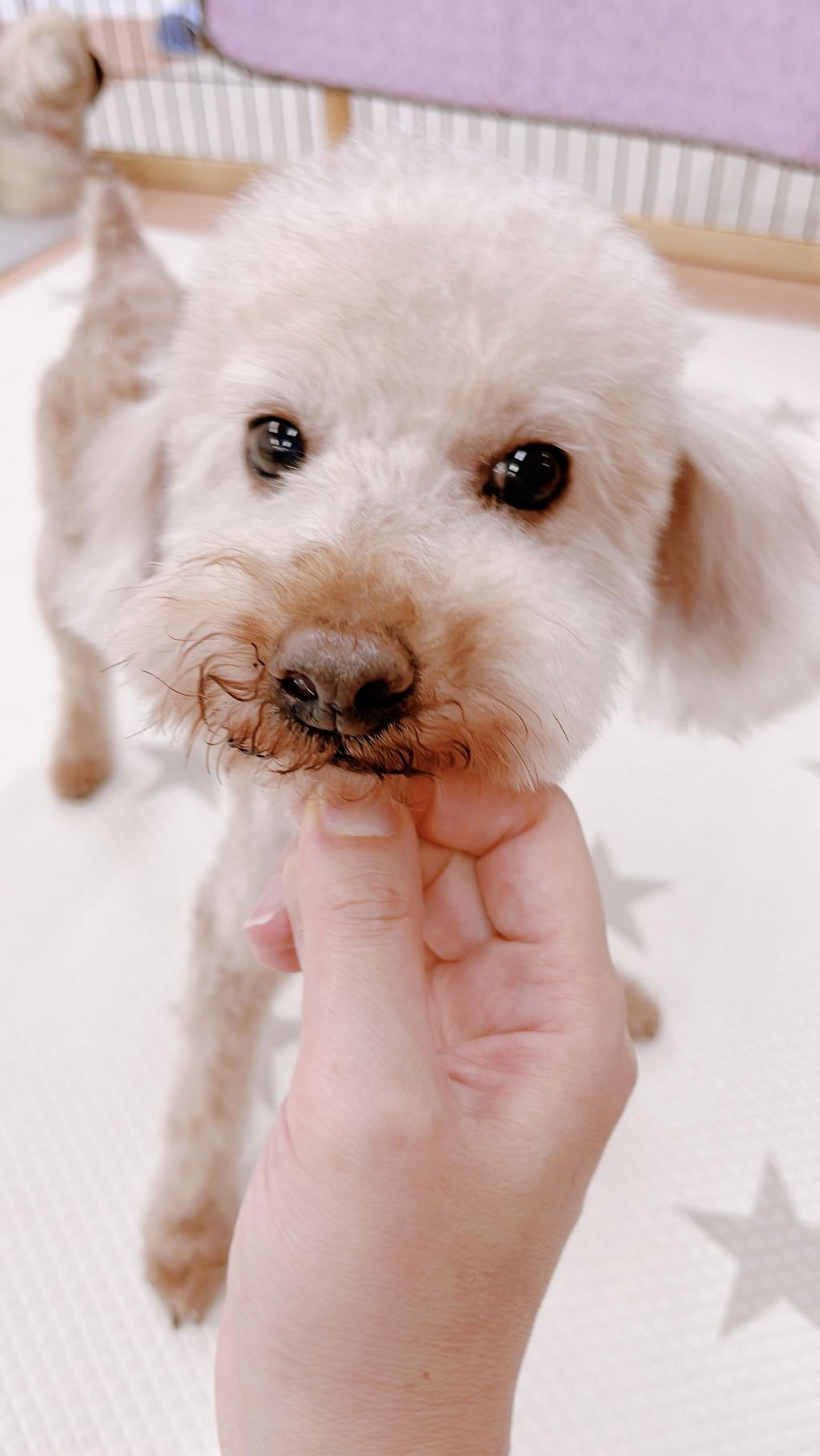 pet-image-2