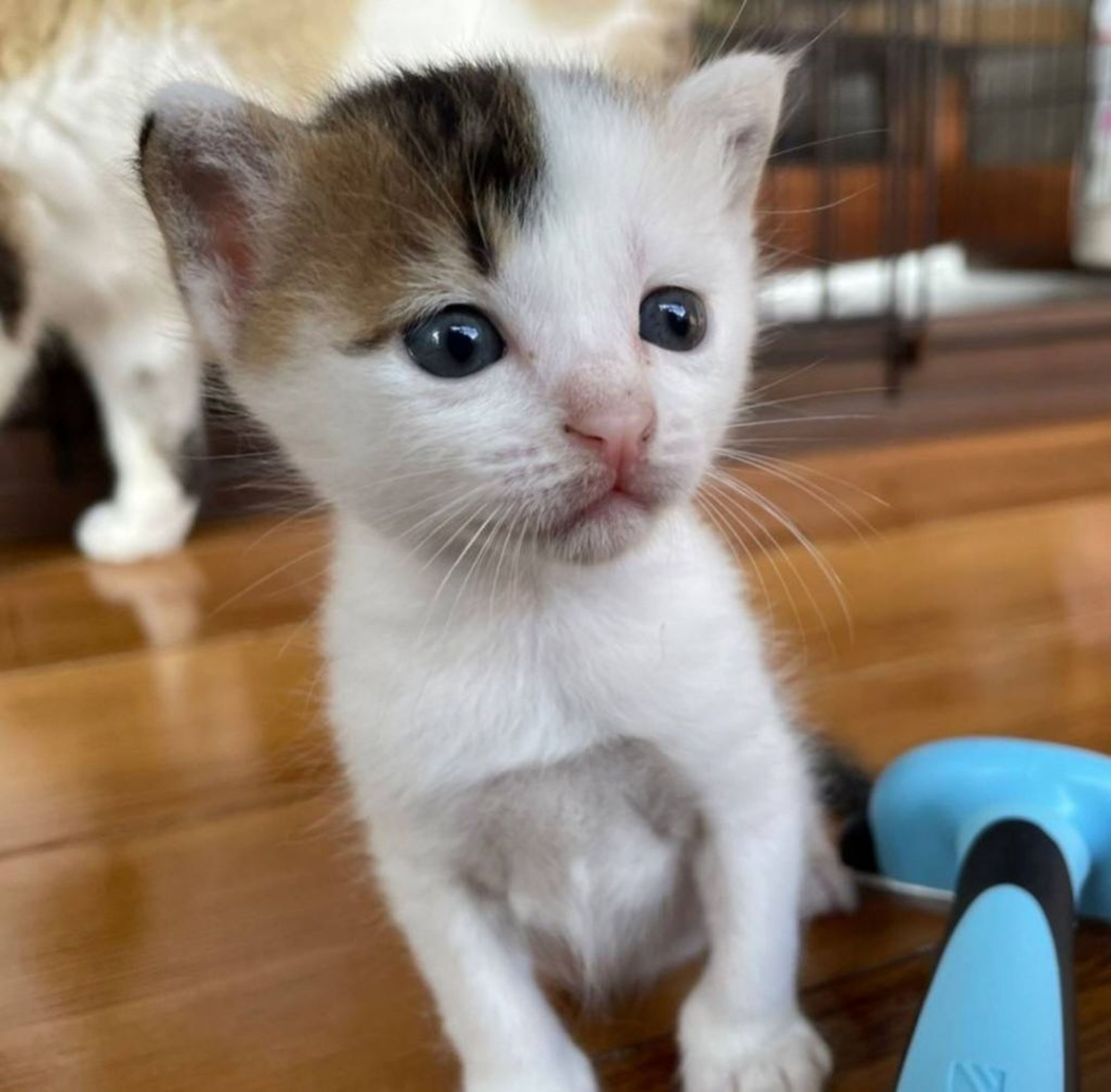 雑種（ミックス猫）・オスの里親募集の写真
