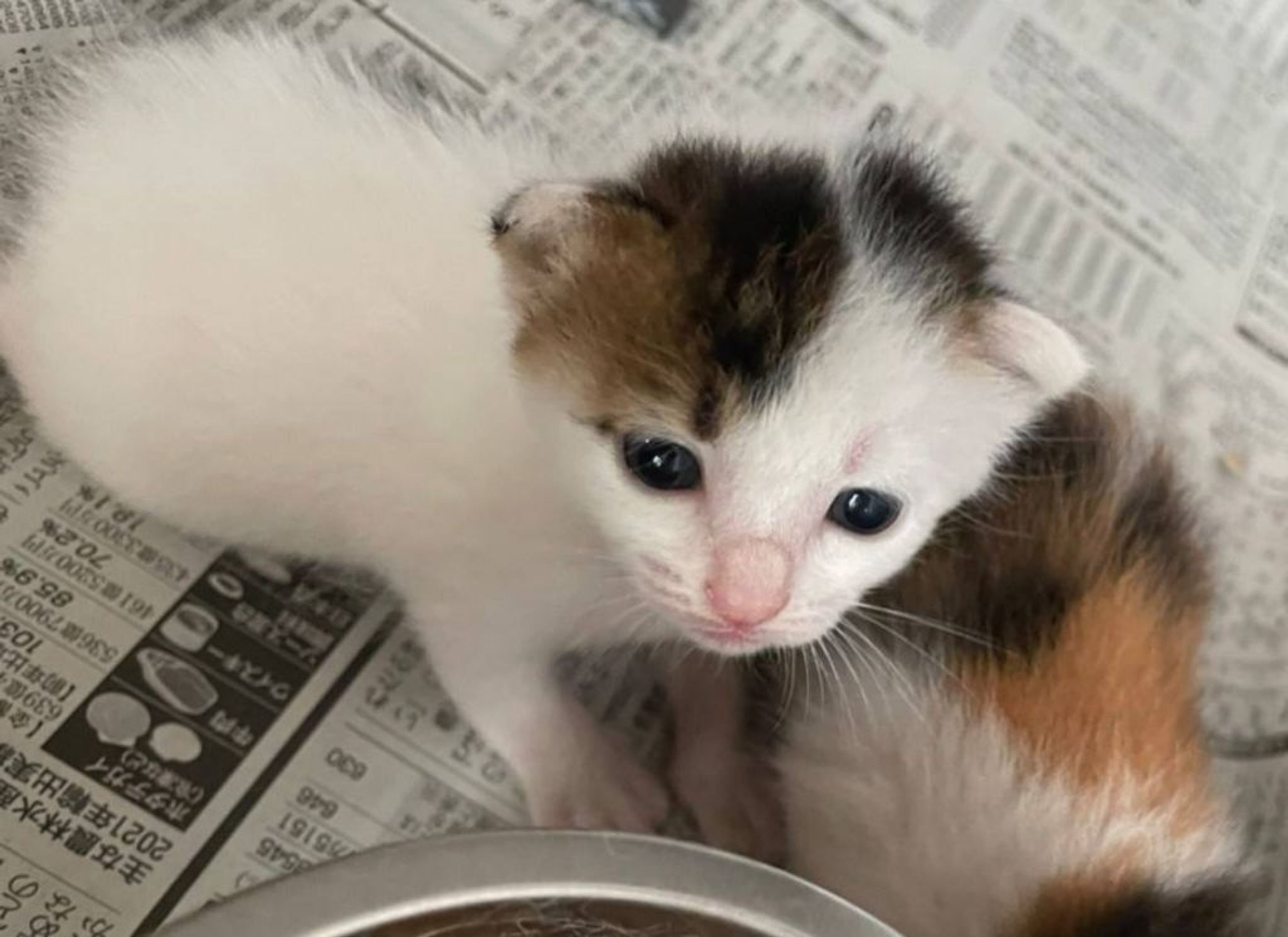 pet-image-2