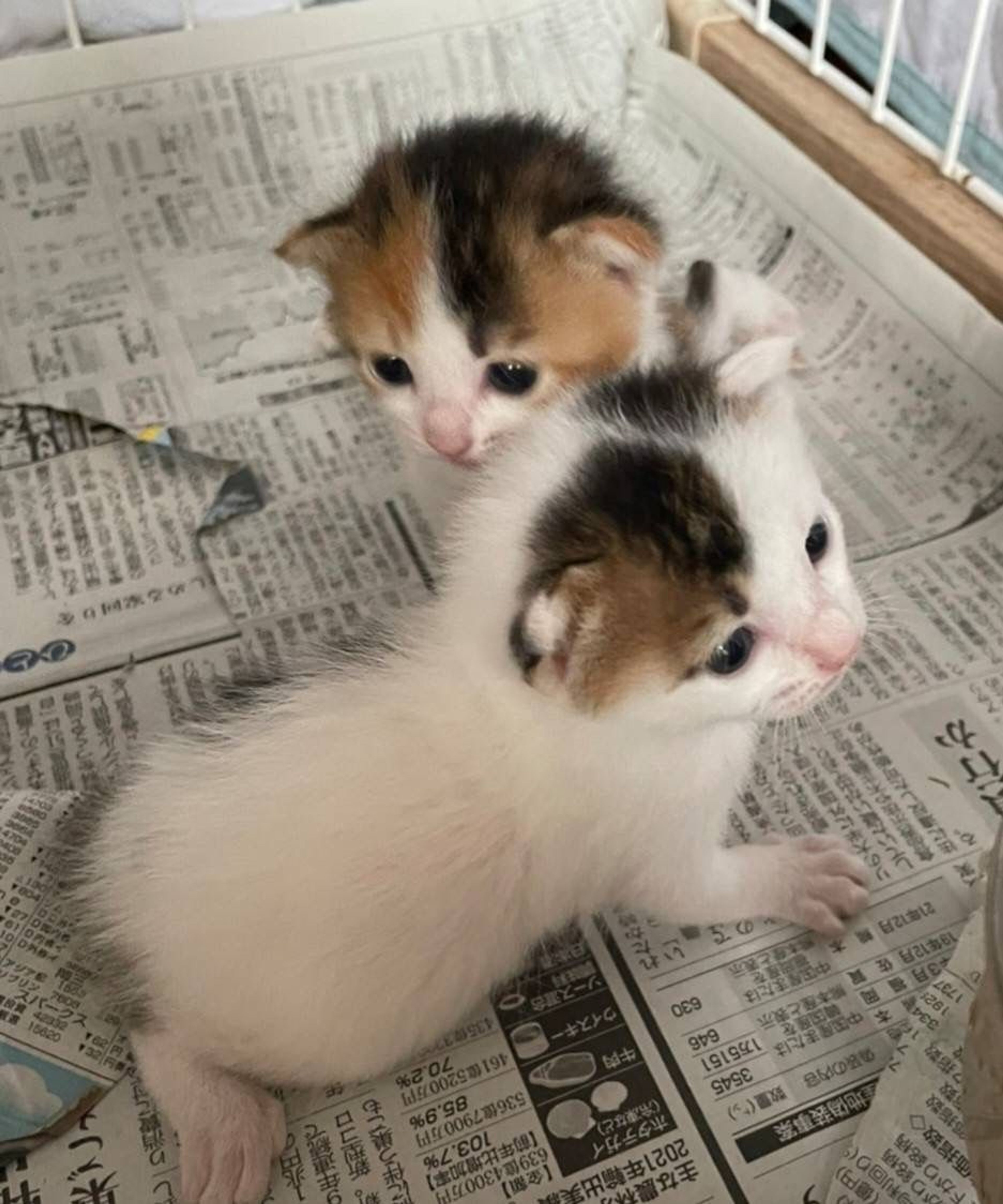 pet-image-4