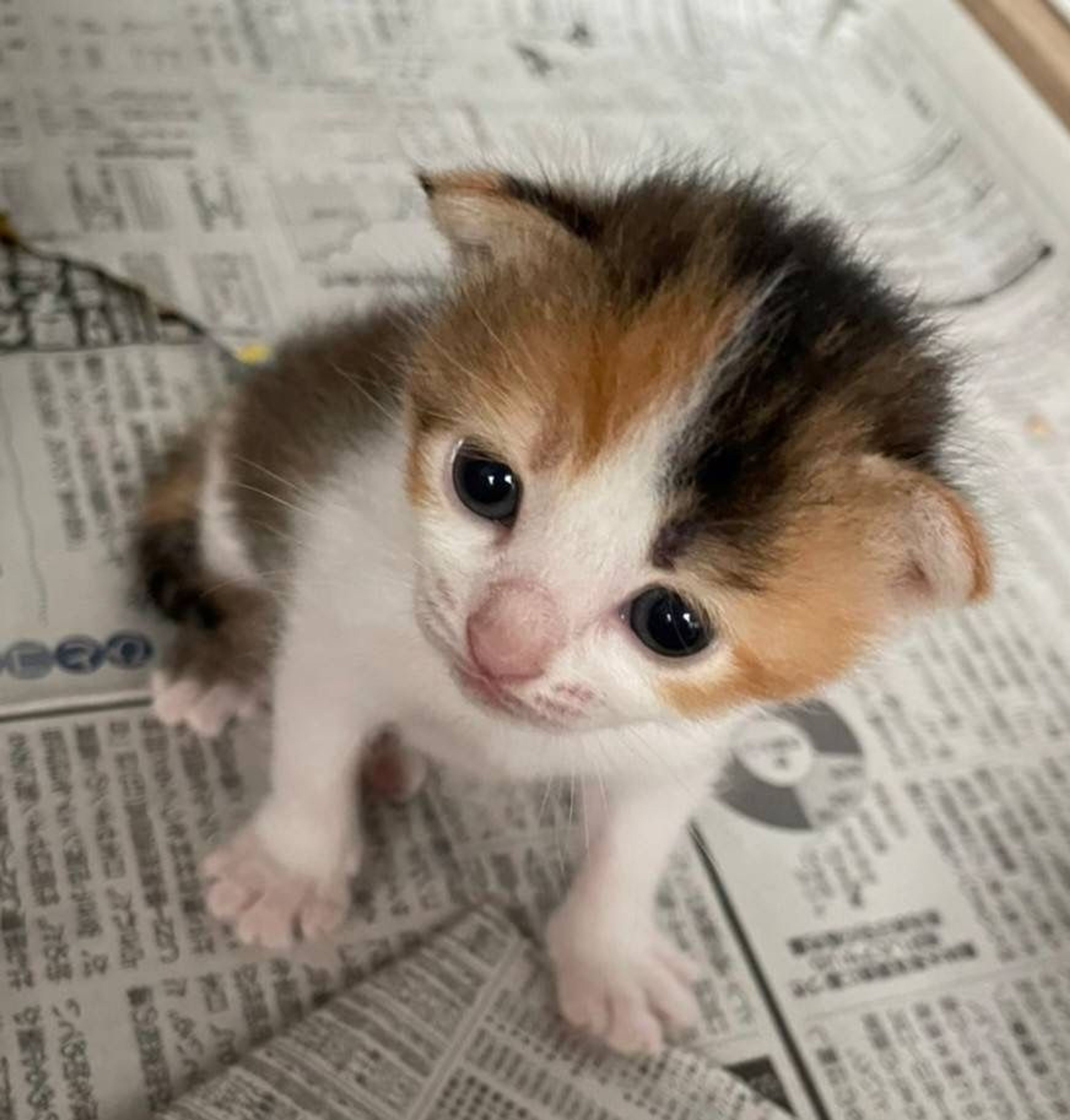 雑種（ミックス猫）・メスの里親募集の写真