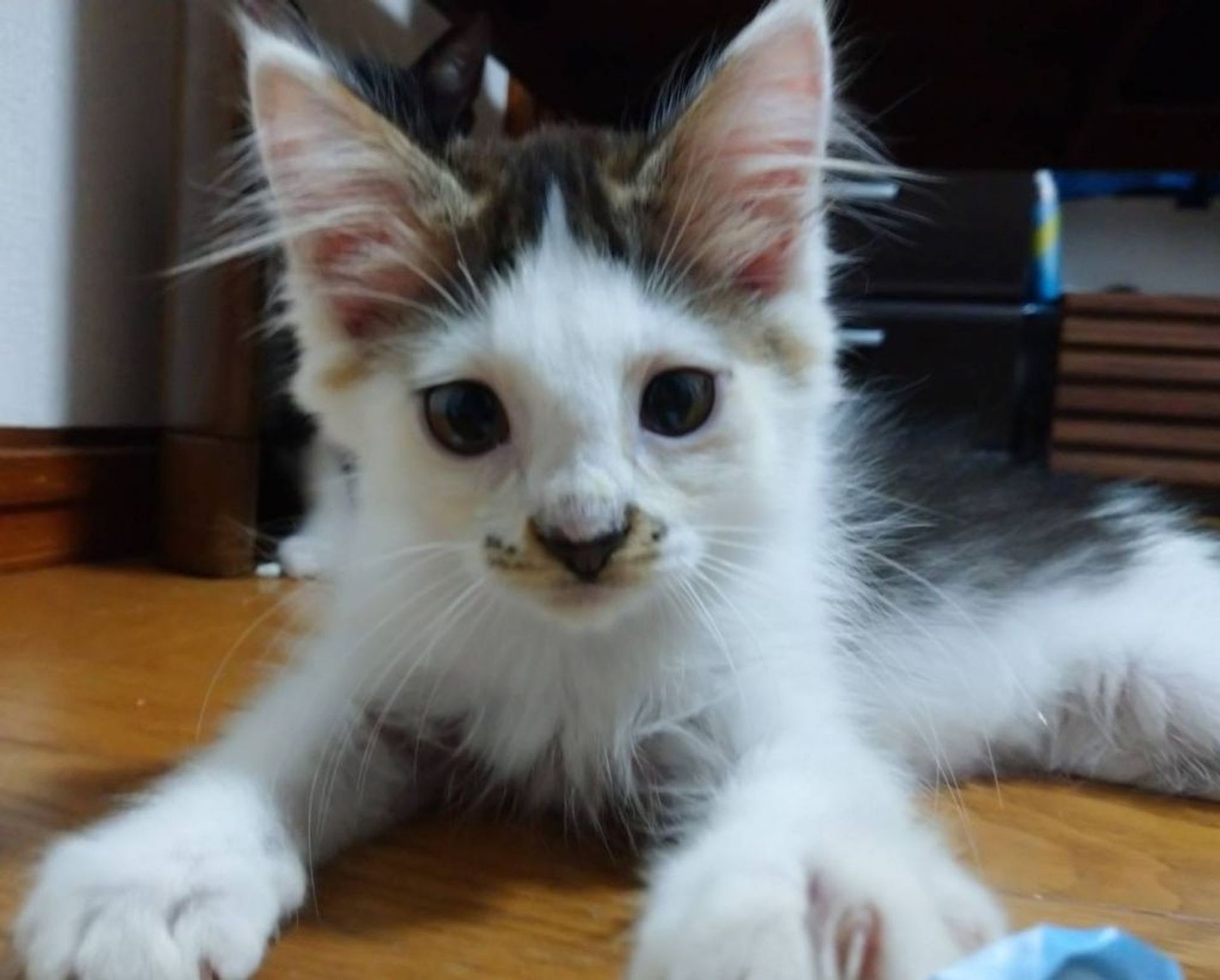 雑種（ミックス猫）・オスの里親募集の写真