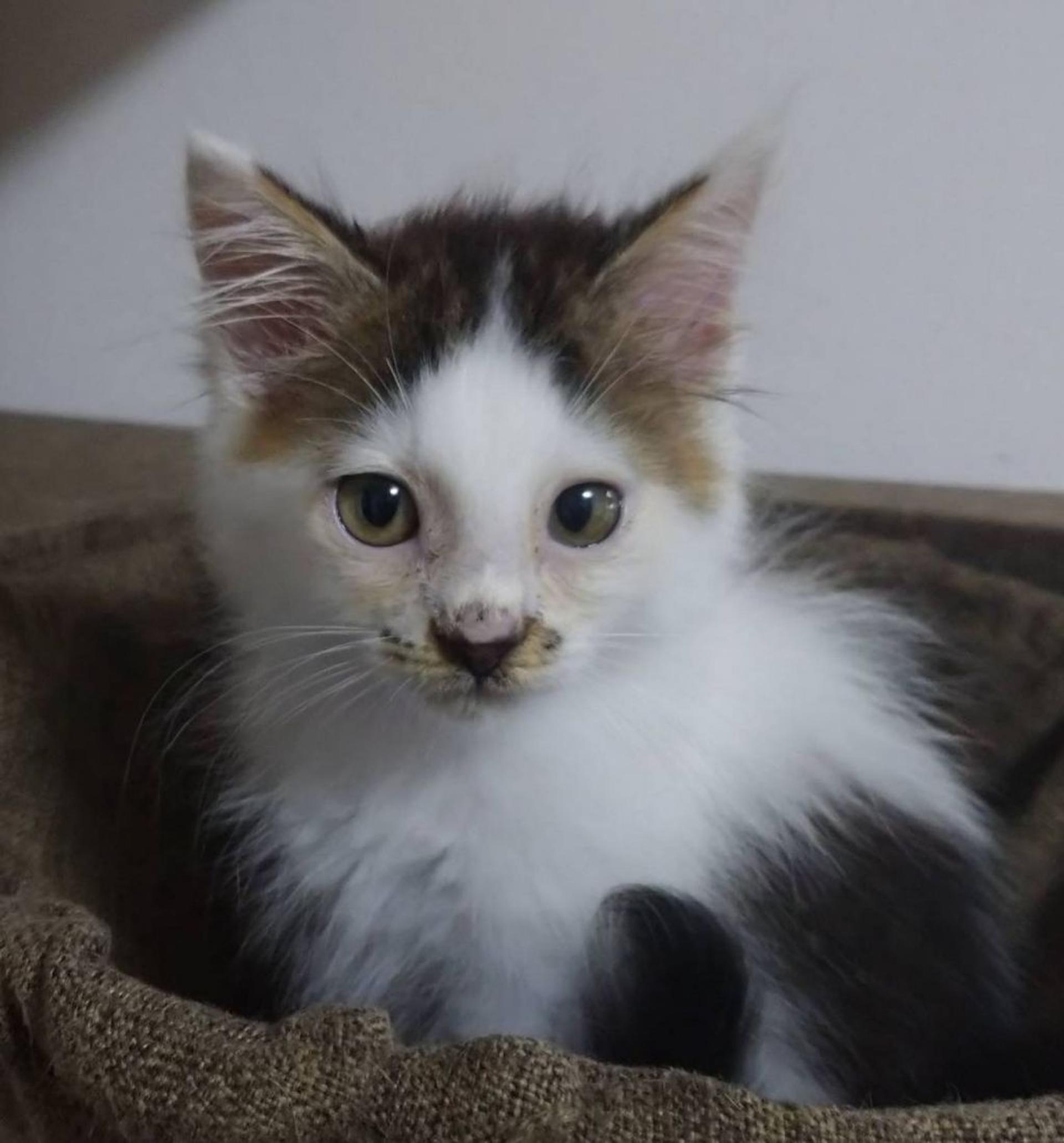 pet-image-3