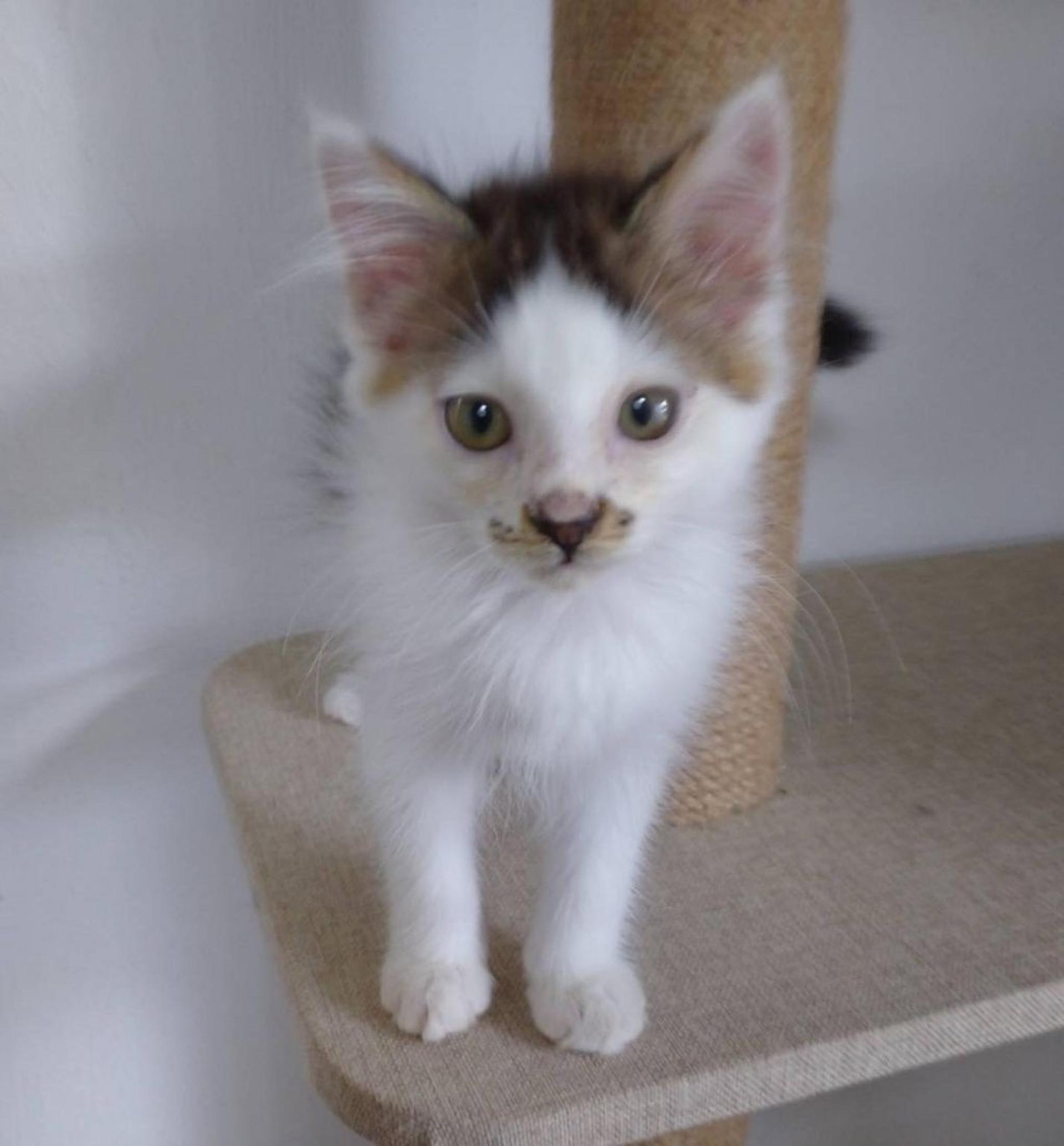 pet-image-4