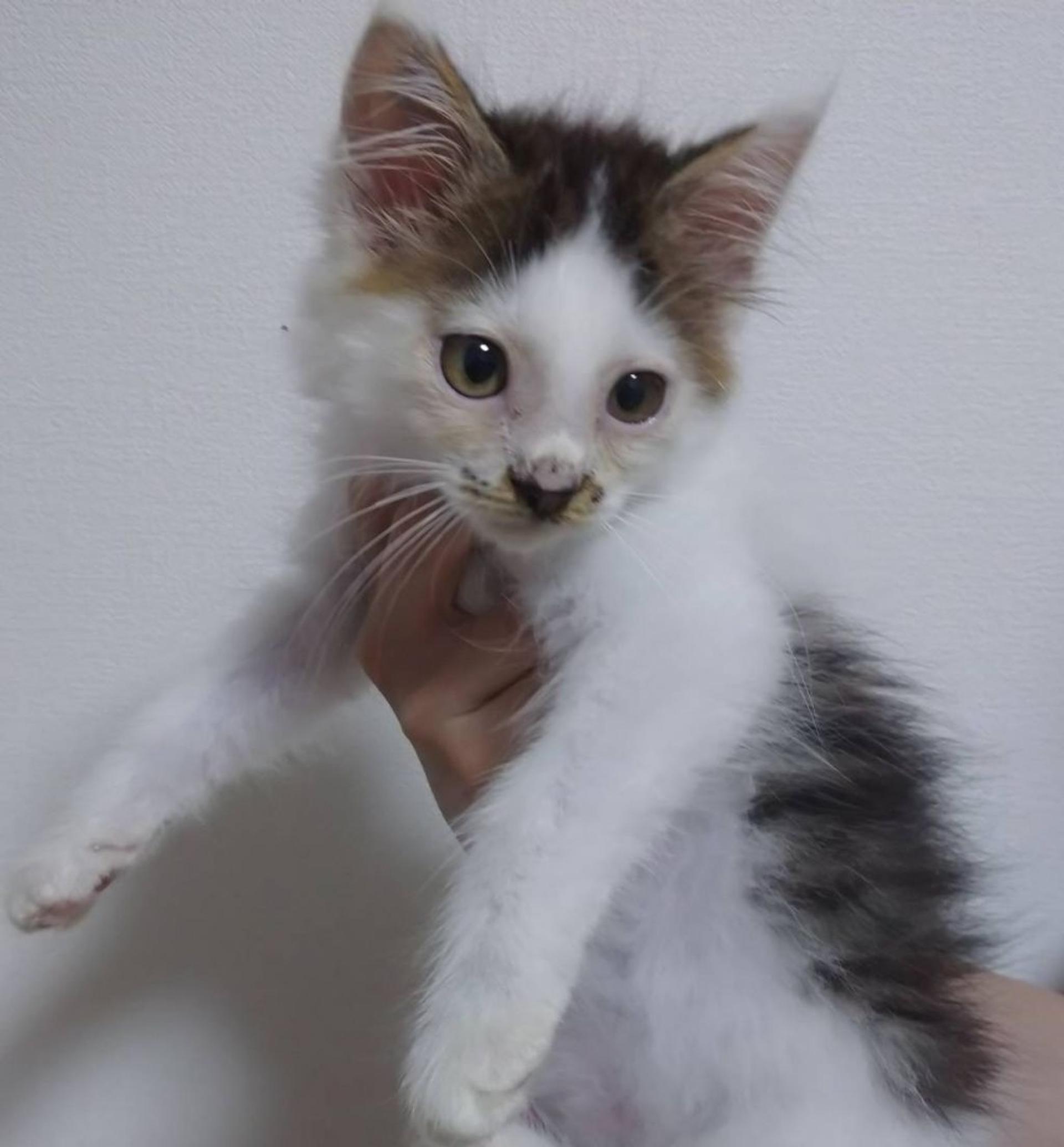 pet-image-6