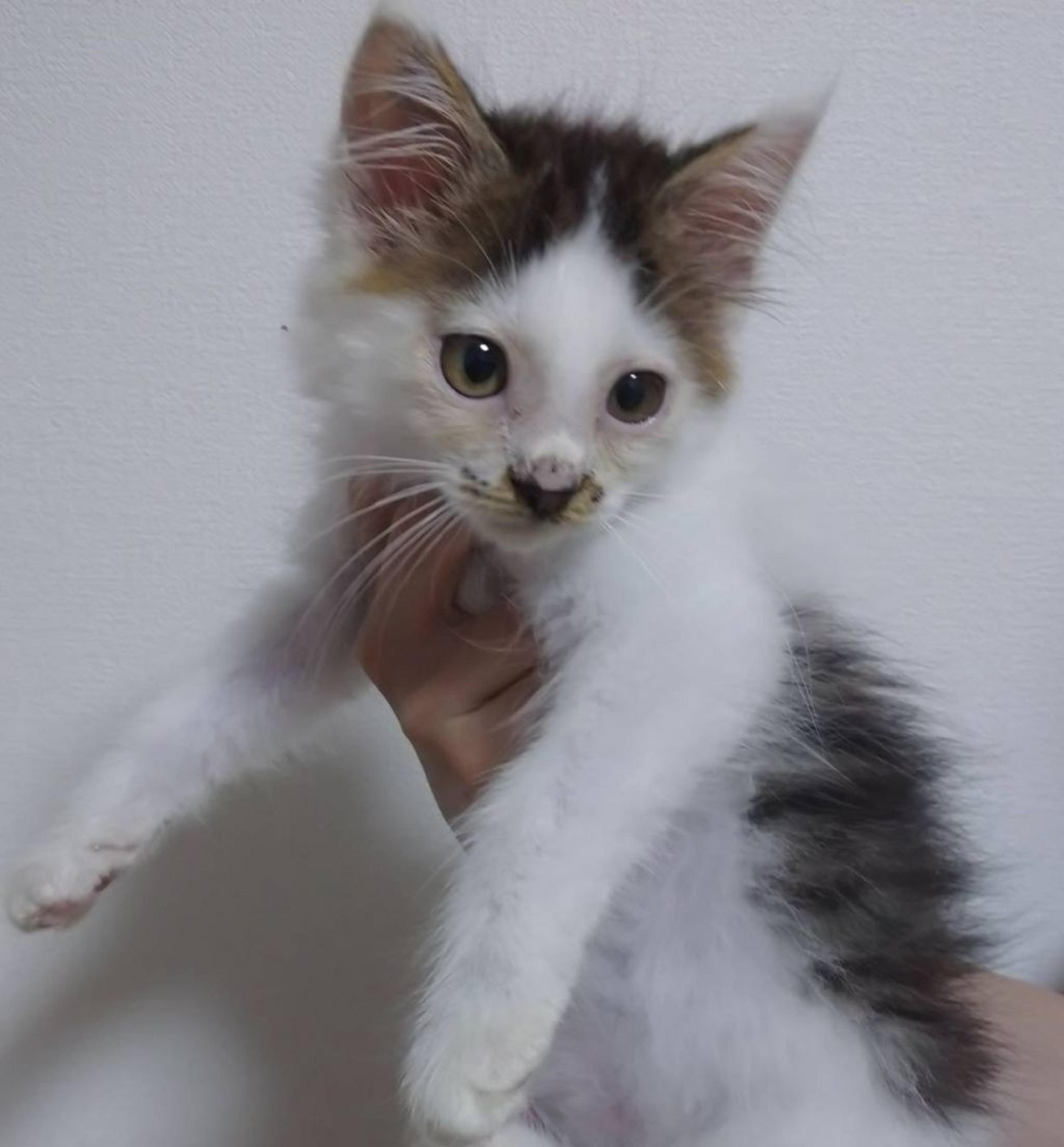 pet-image-6