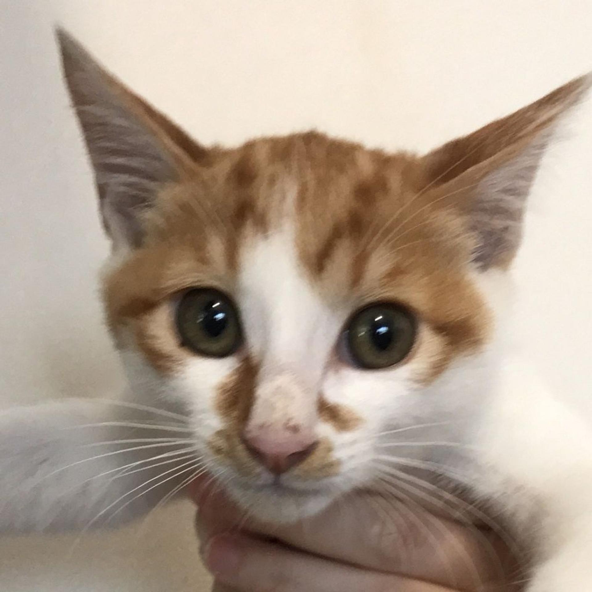 pet-image-3