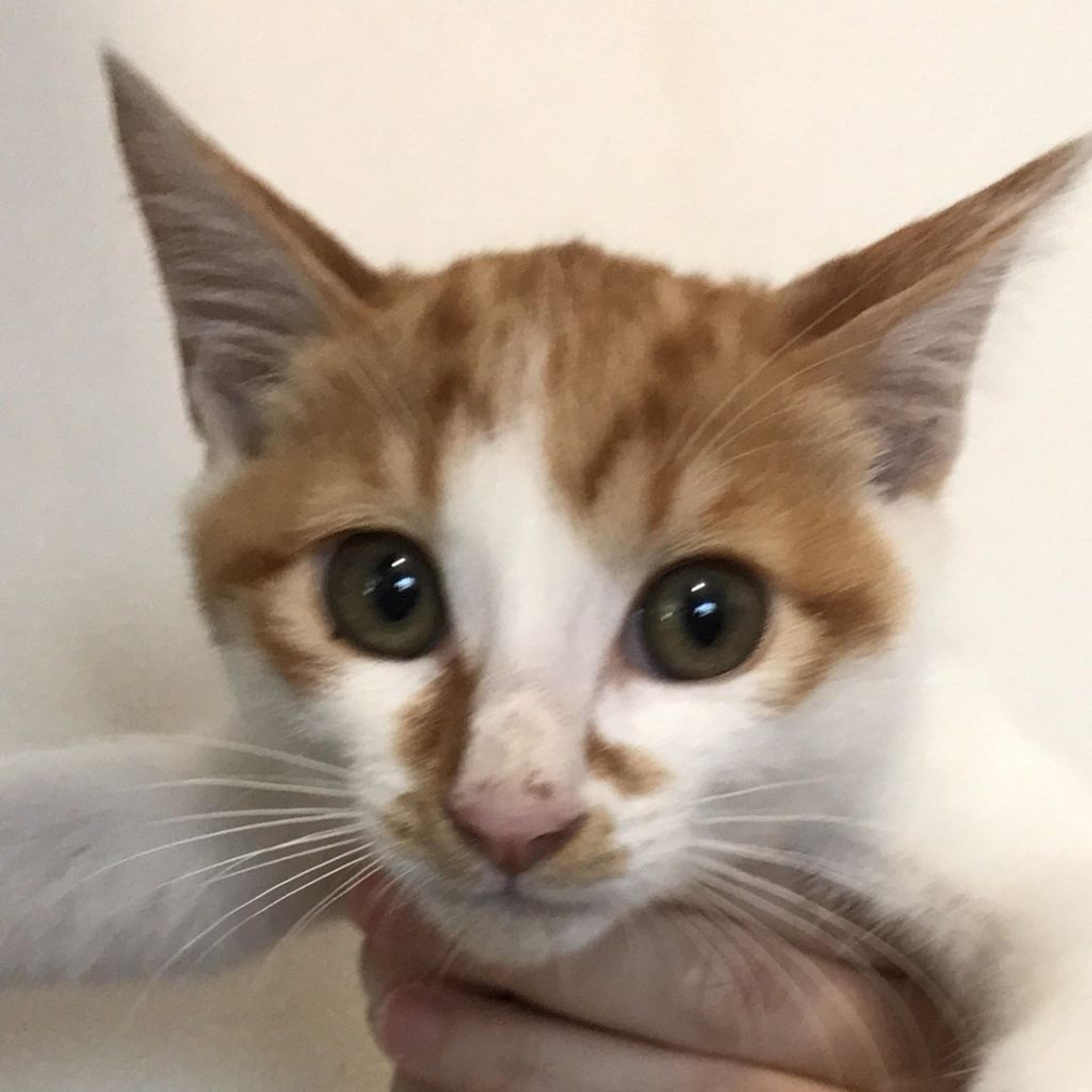 pet-image-3