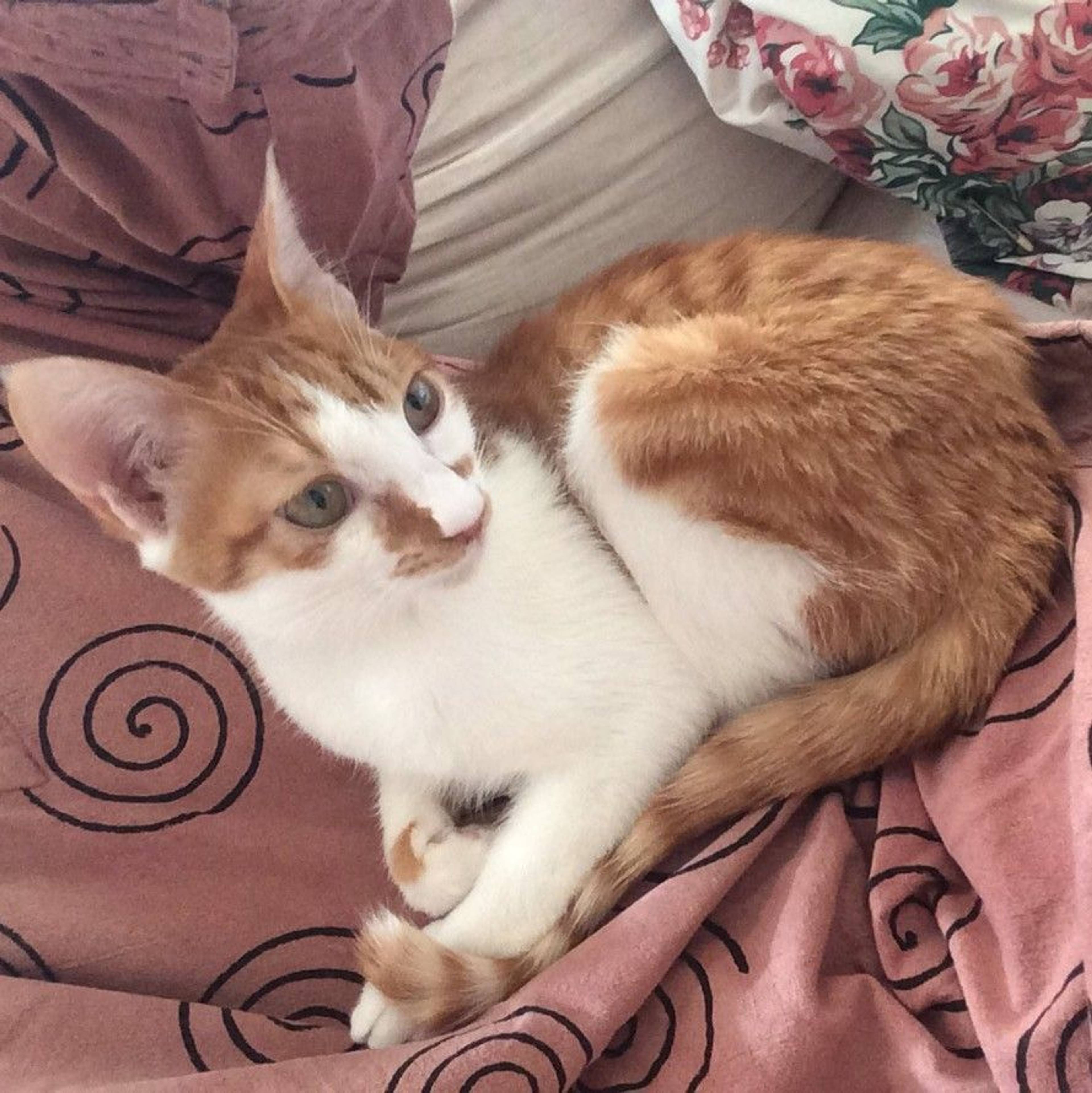 雑種（ミックス猫）・オスの里親募集の写真