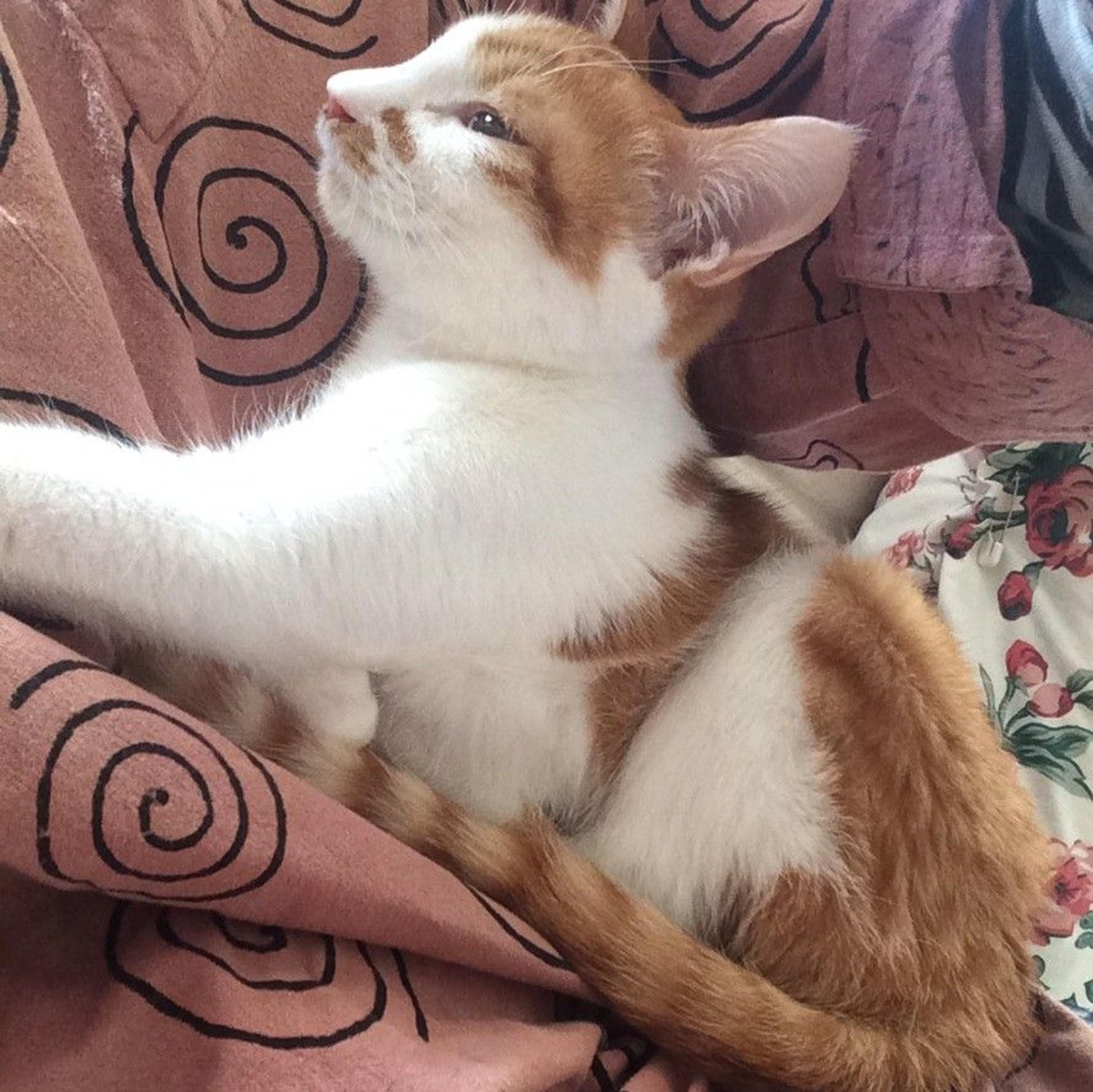 pet-image-2