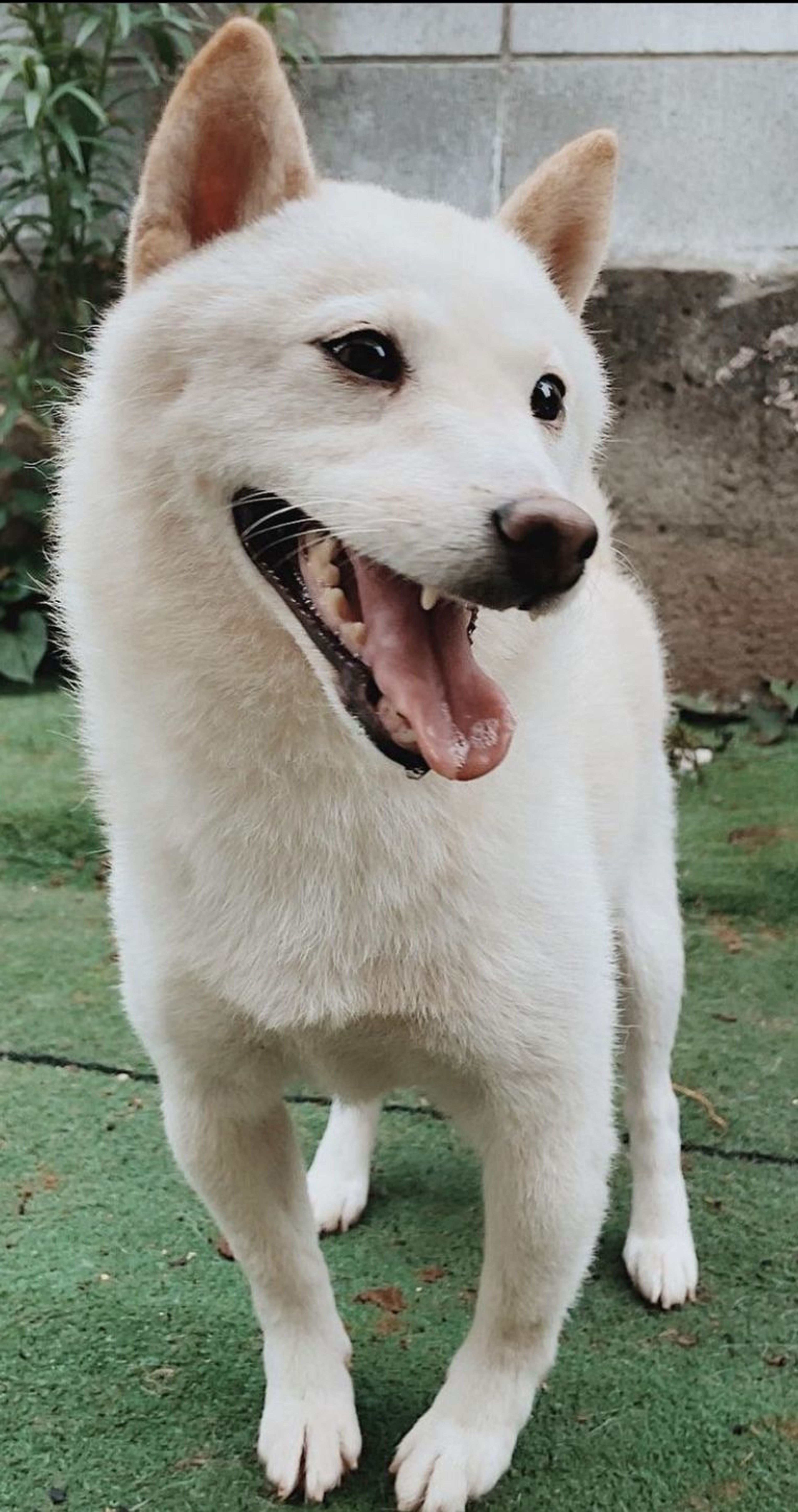 柴犬・メスの里親募集の写真