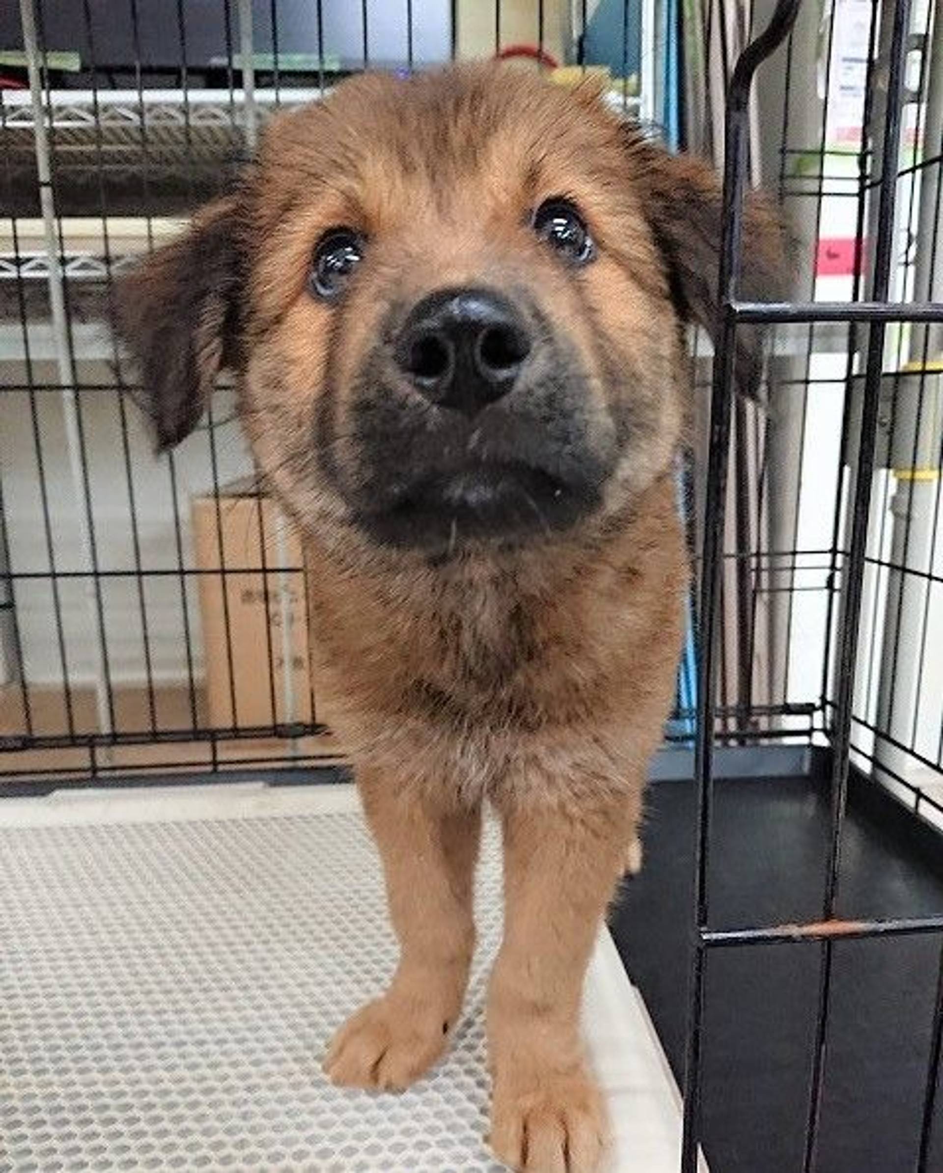 雑種（ミックス犬）・メスの里親募集の写真