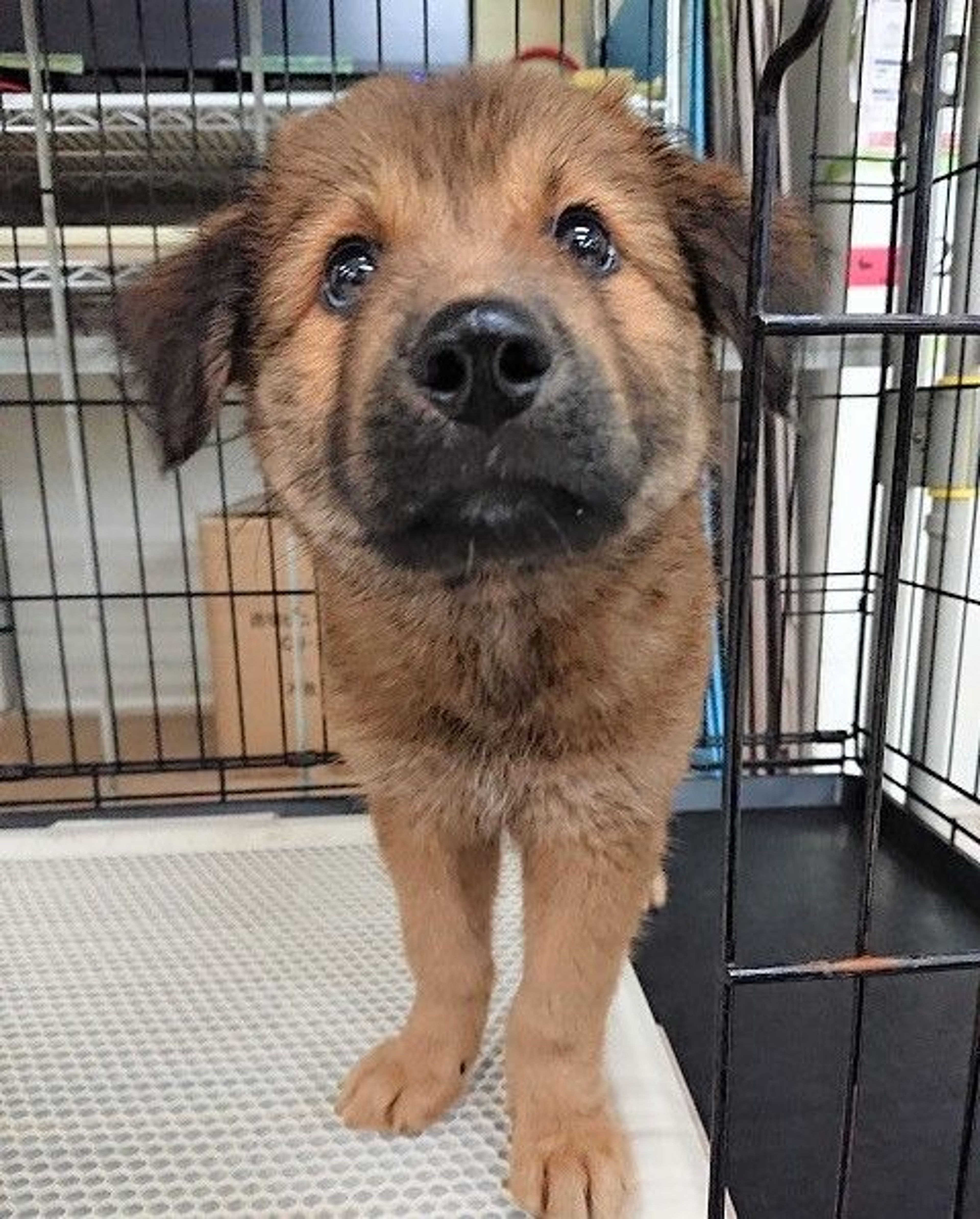 雑種（ミックス犬）・メスの里親募集の写真