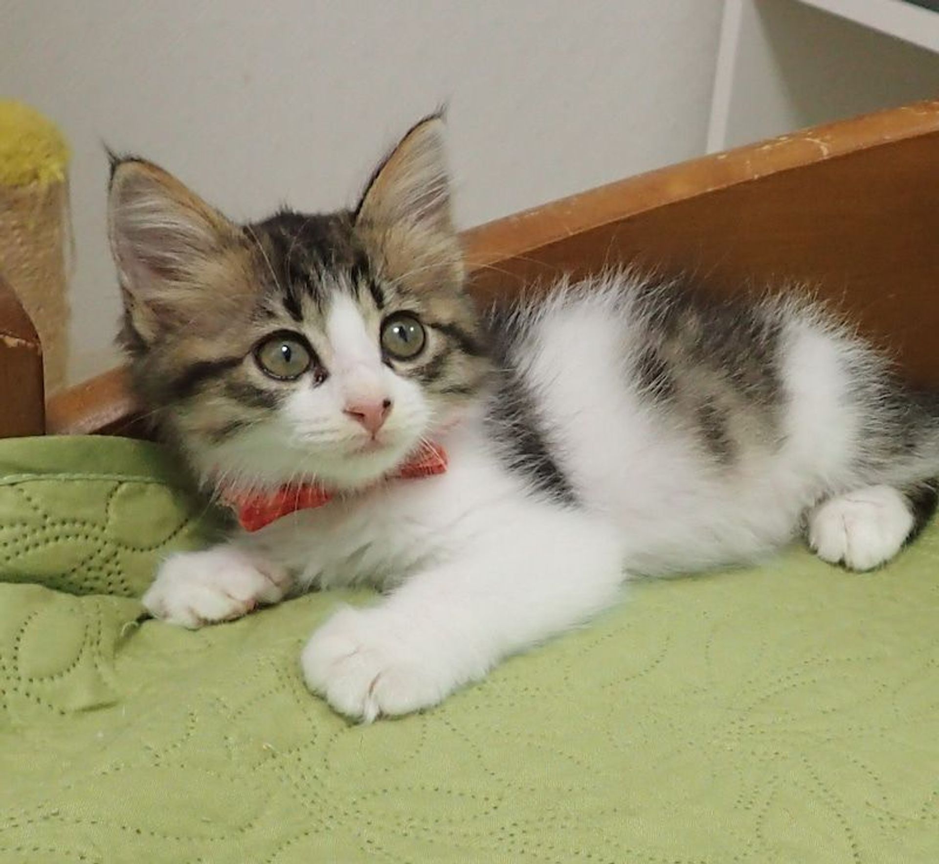 雑種（ミックス猫）・メスの里親募集の写真