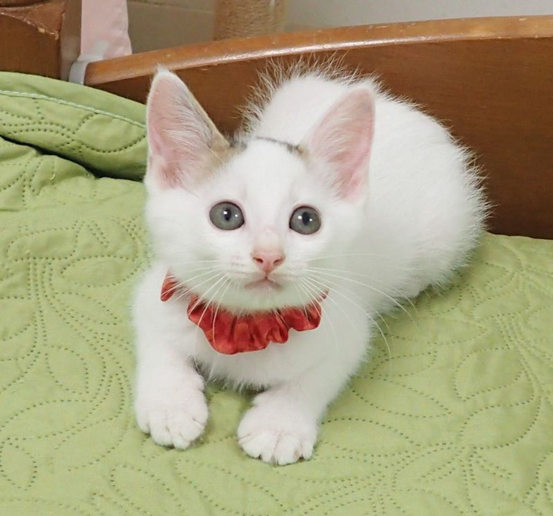 雑種（ミックス猫）・オスの里親募集の写真