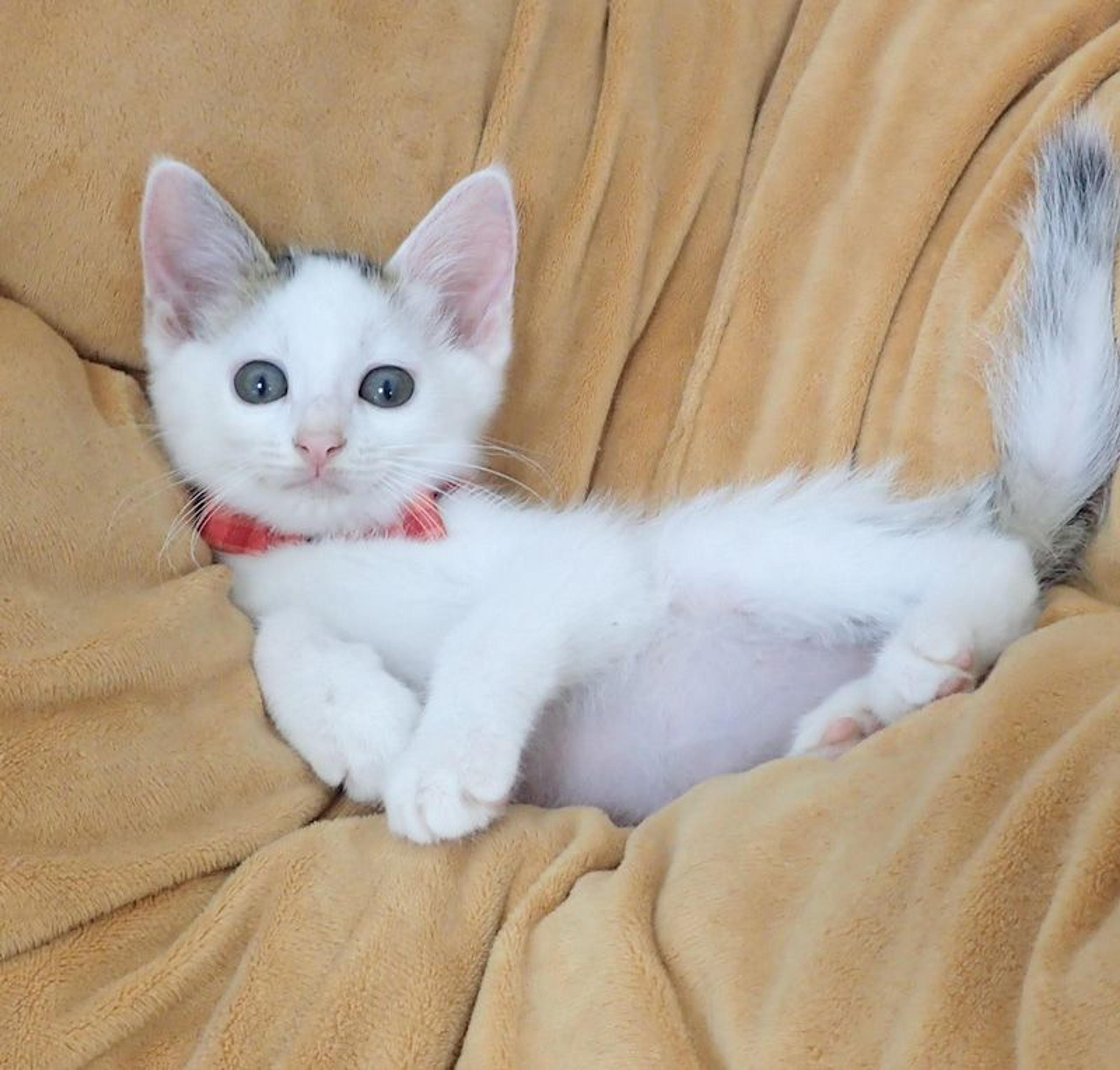 pet-image-2