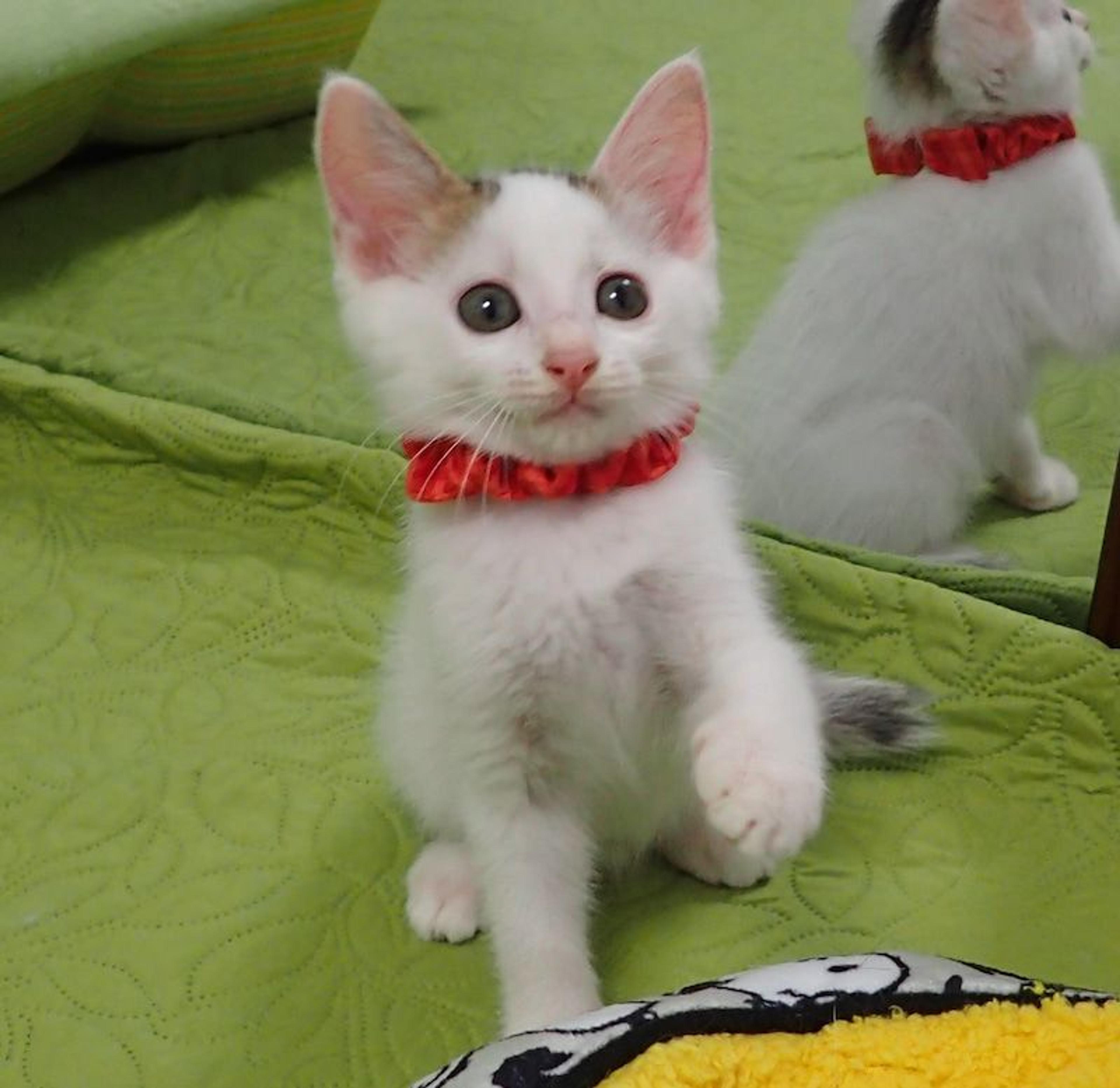 pet-image-3