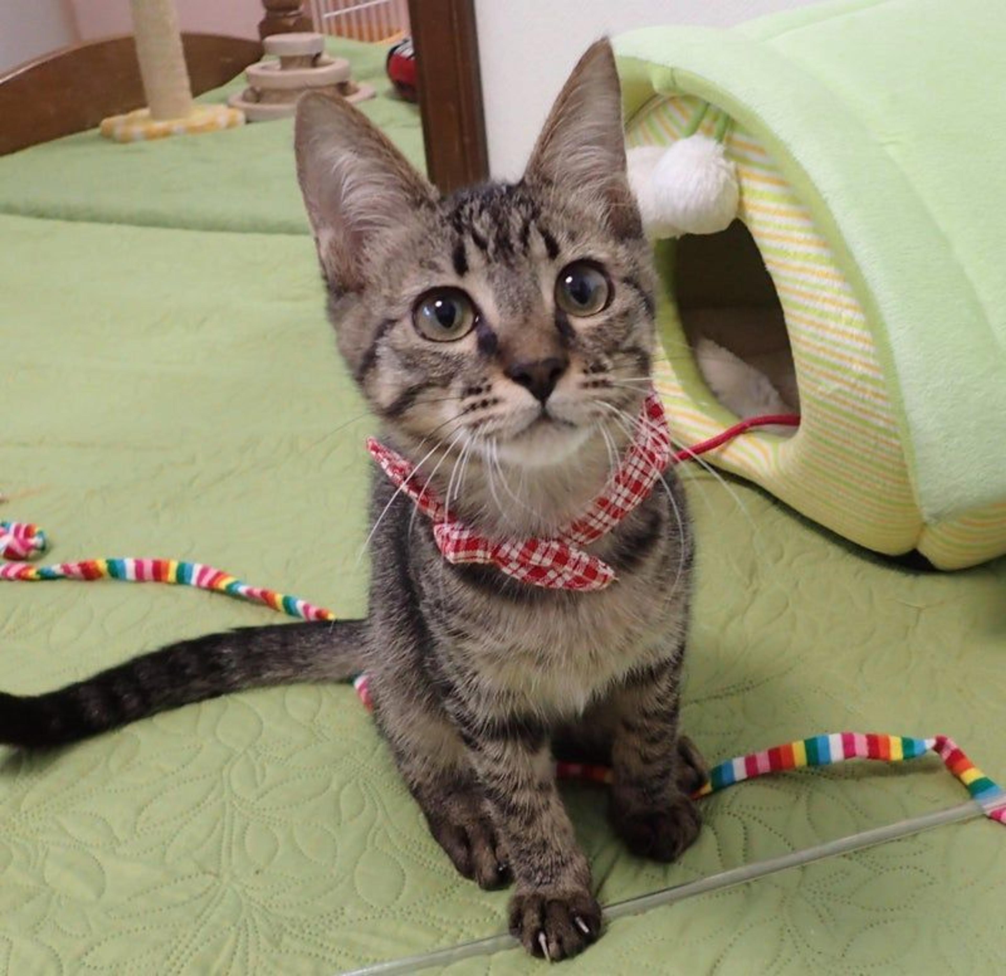 pet-image-2
