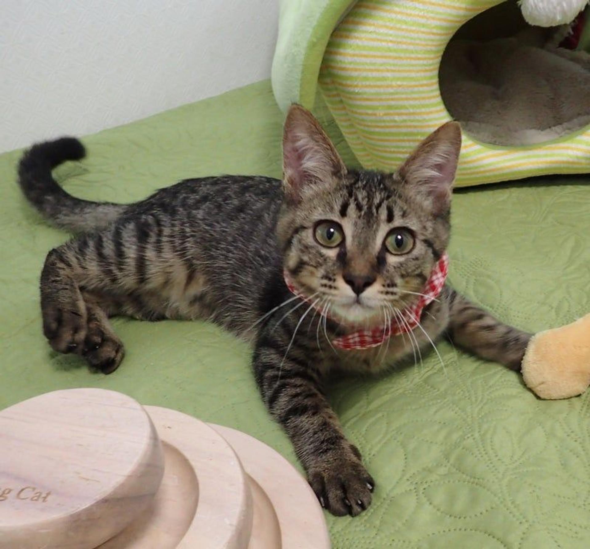 pet-image-3