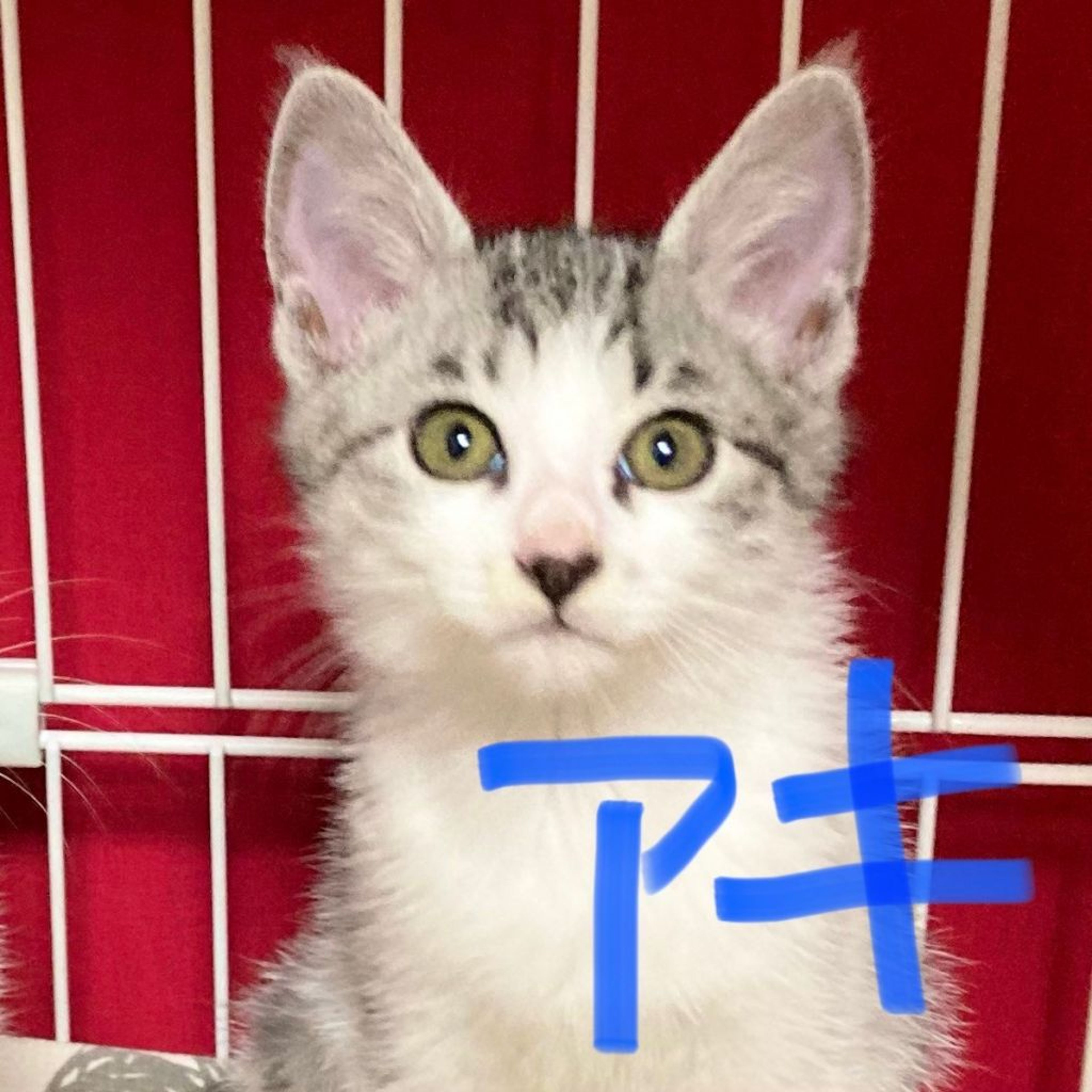 雑種（ミックス猫）・オスの里親募集の写真