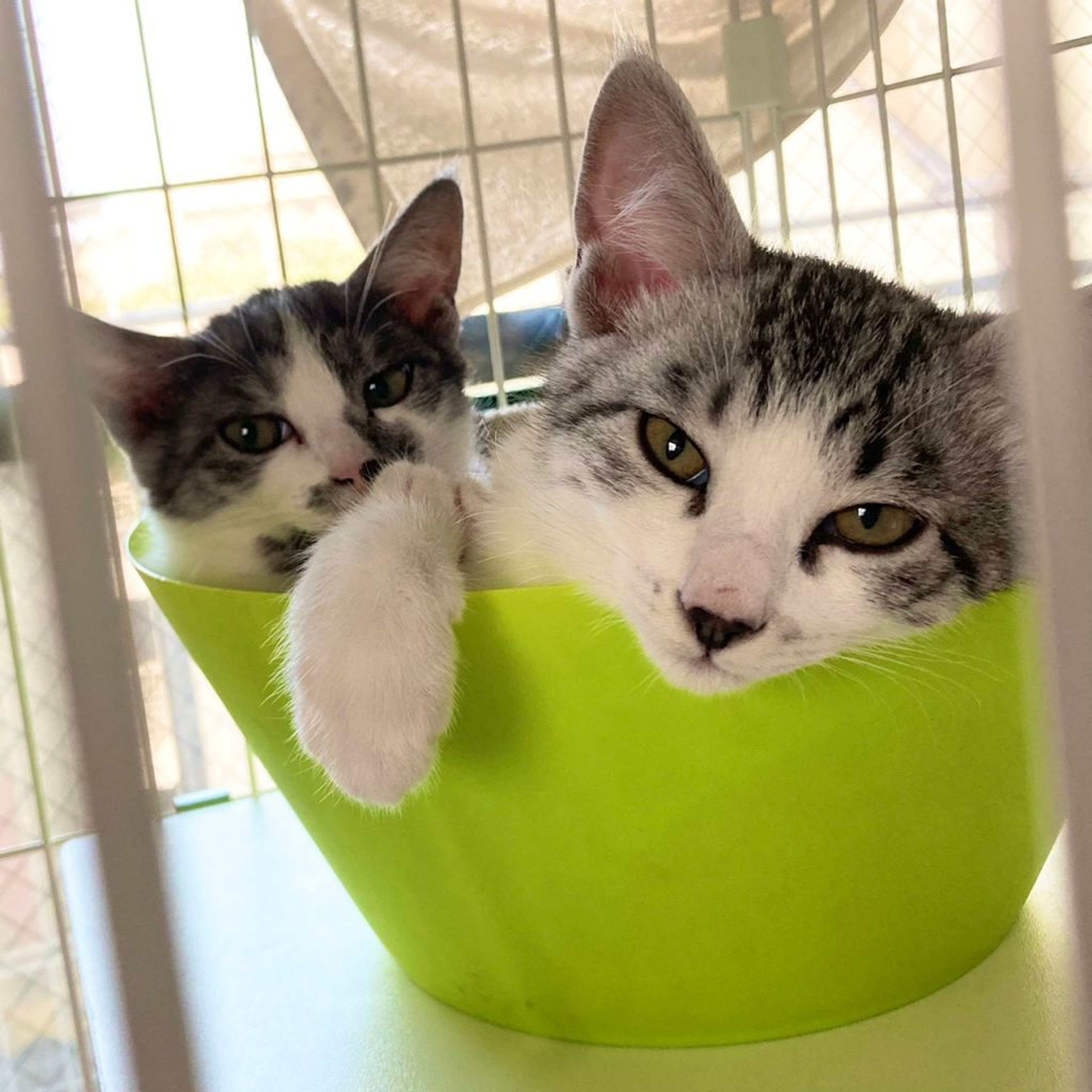 pet-image-4