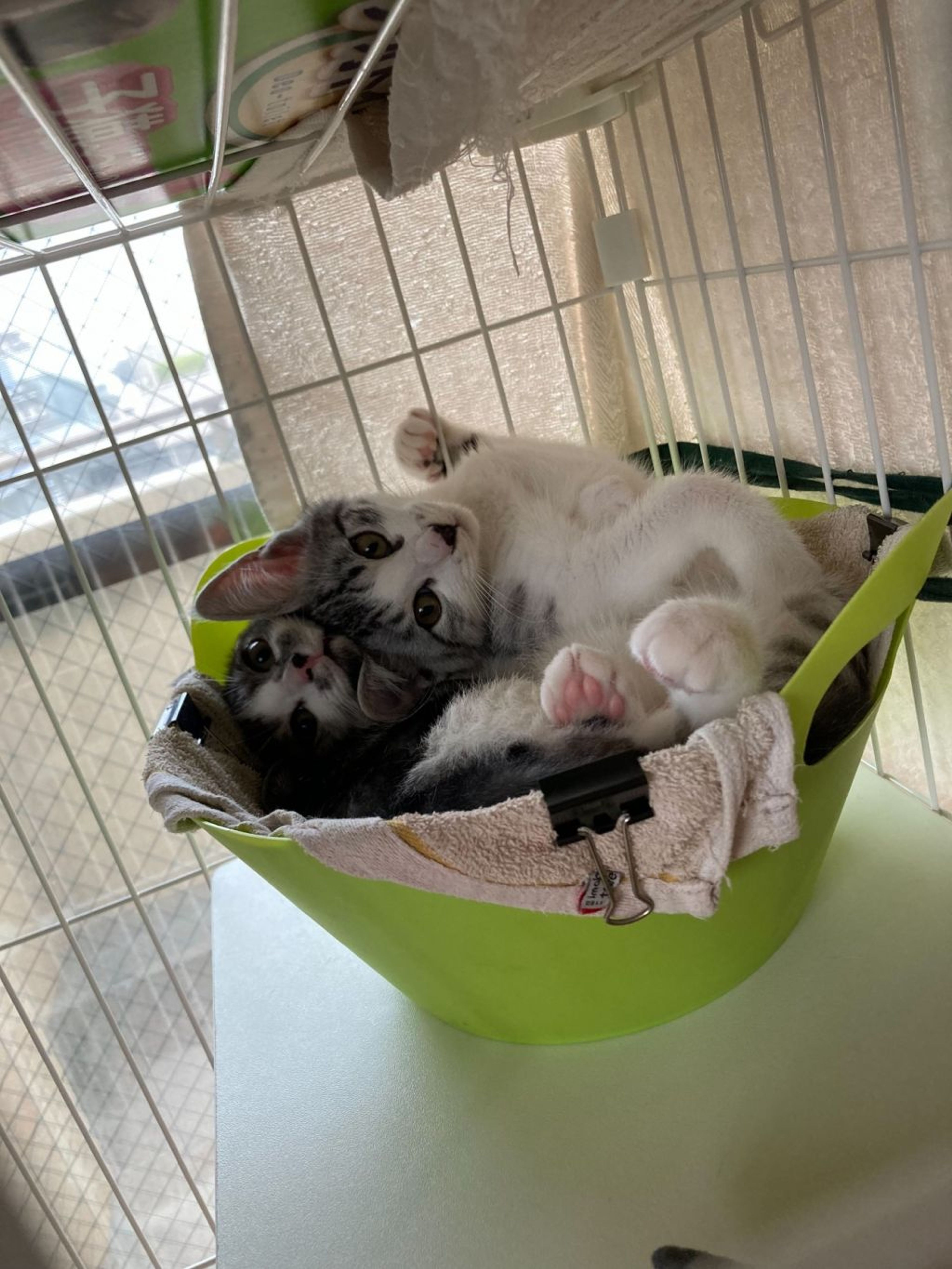 pet-image-5