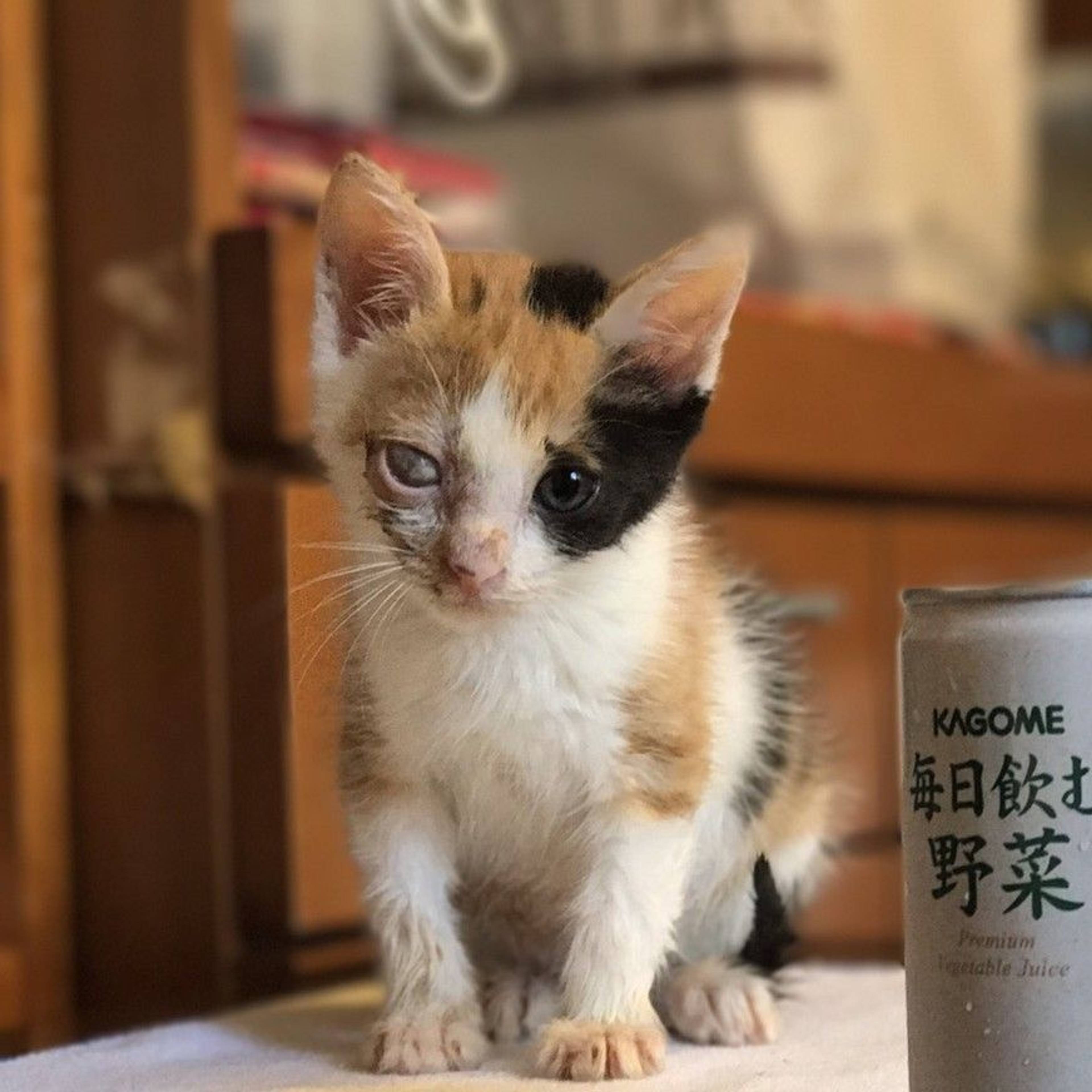 雑種（ミックス猫）・メスの里親募集の写真
