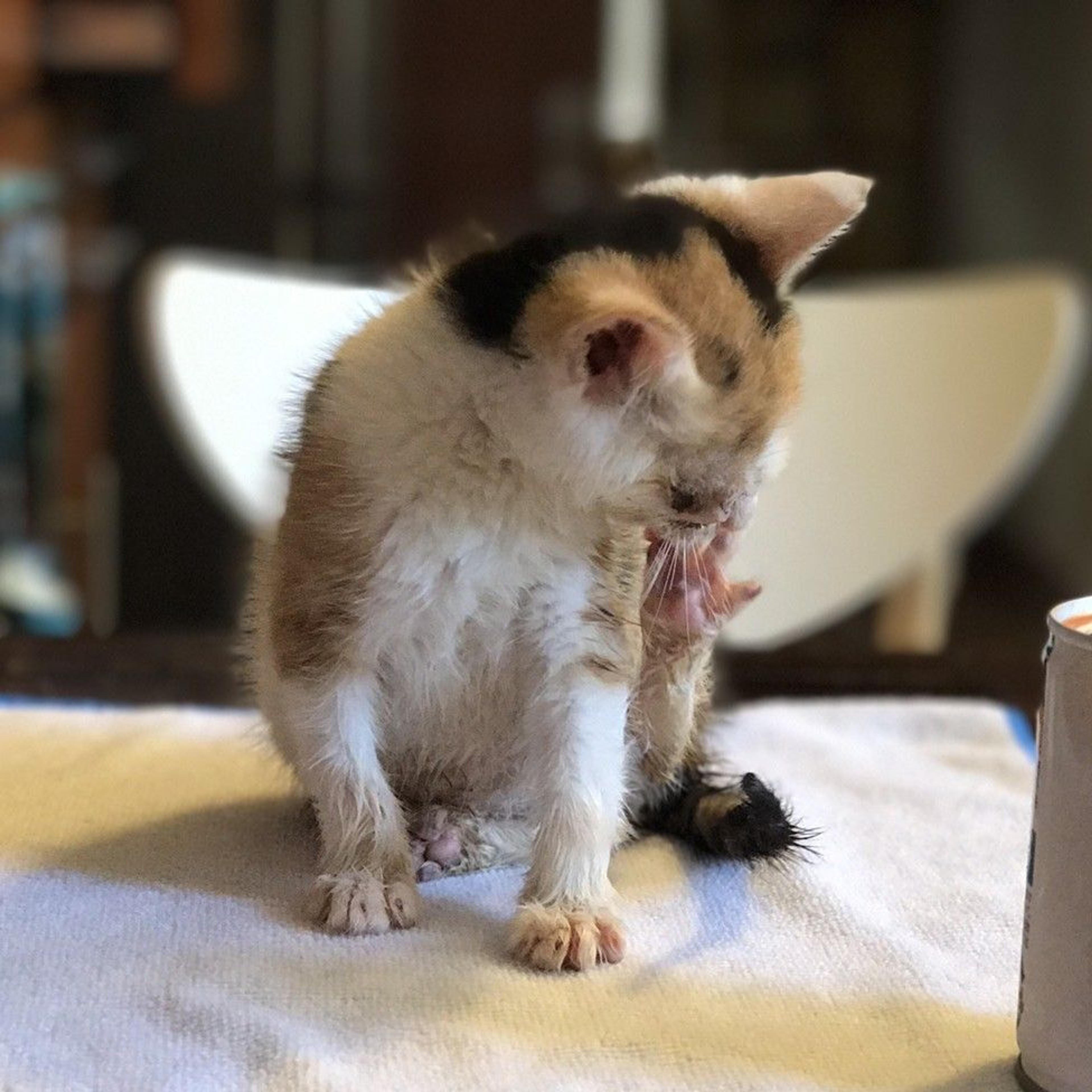 pet-image-3
