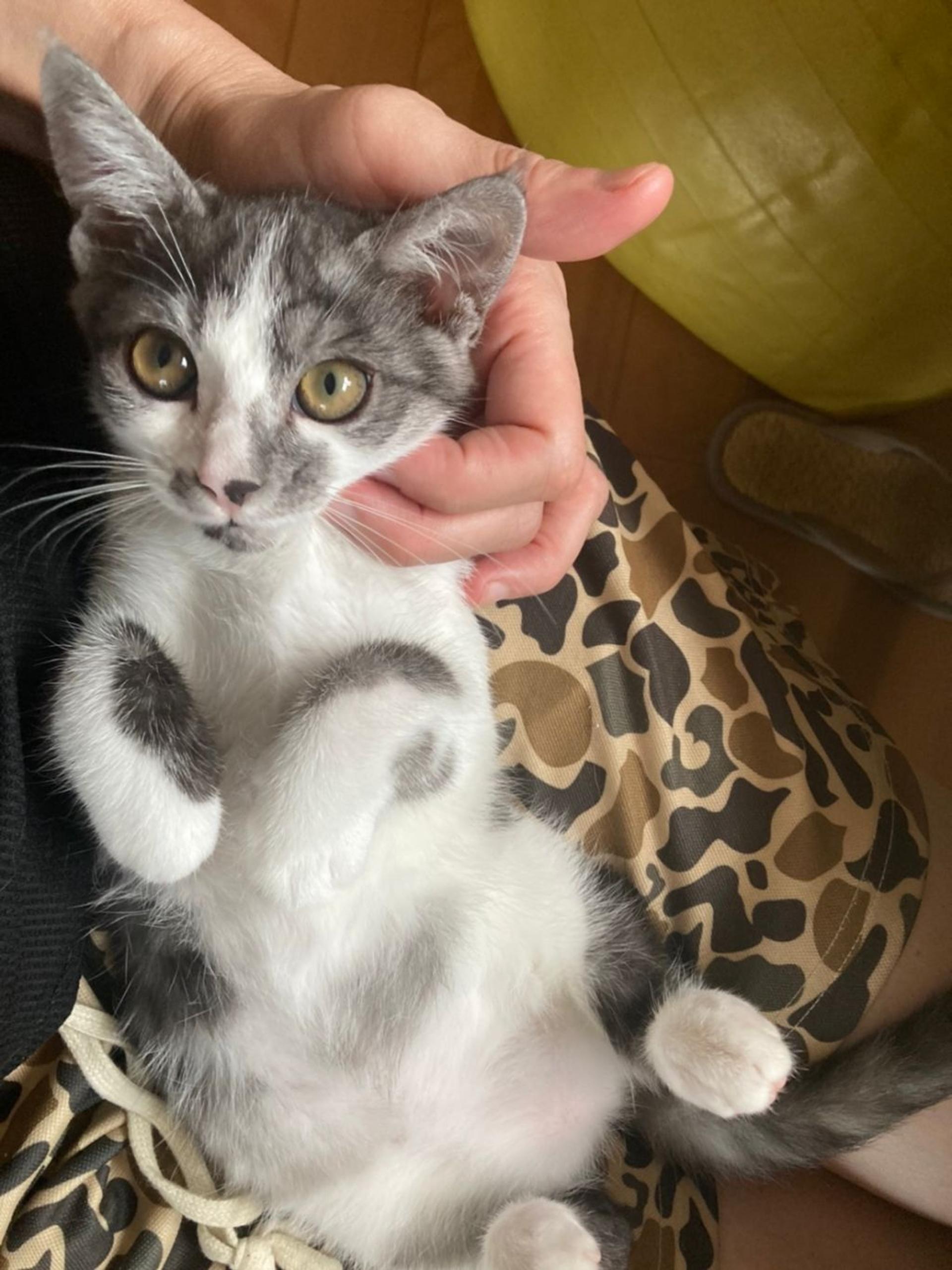 pet-image-4