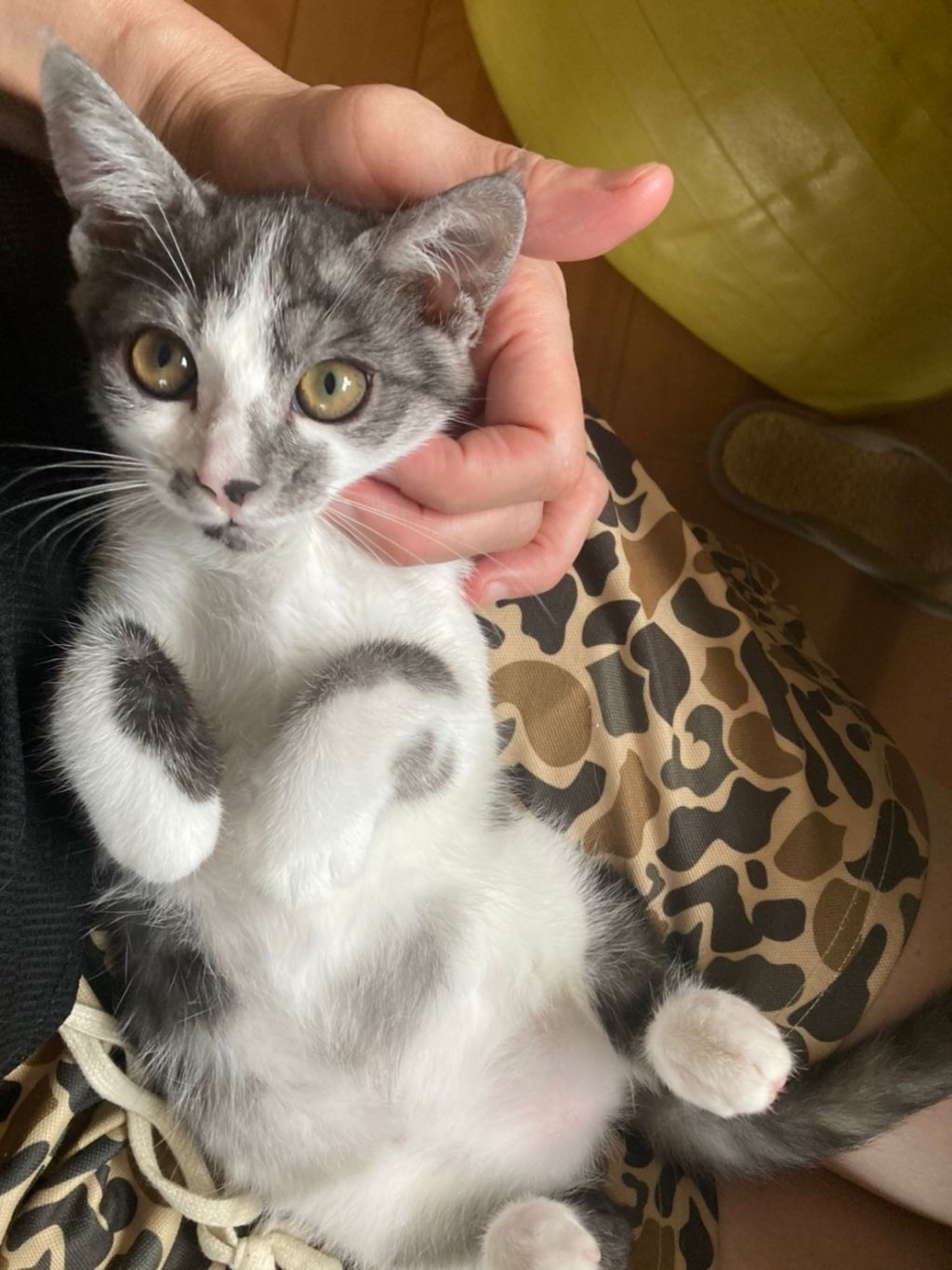 pet-image-4
