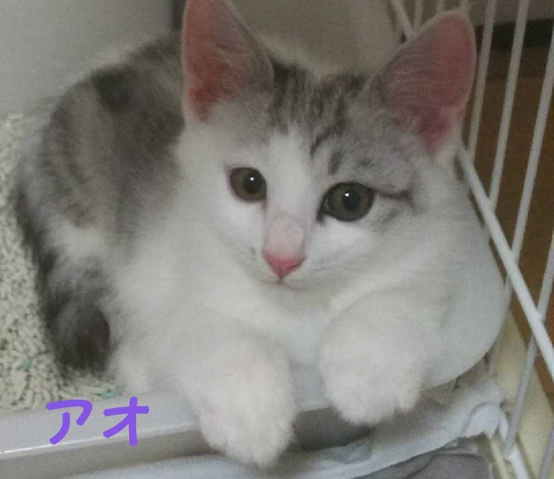 雑種（ミックス猫）・オスの里親募集の写真