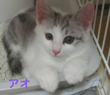 アオの写真