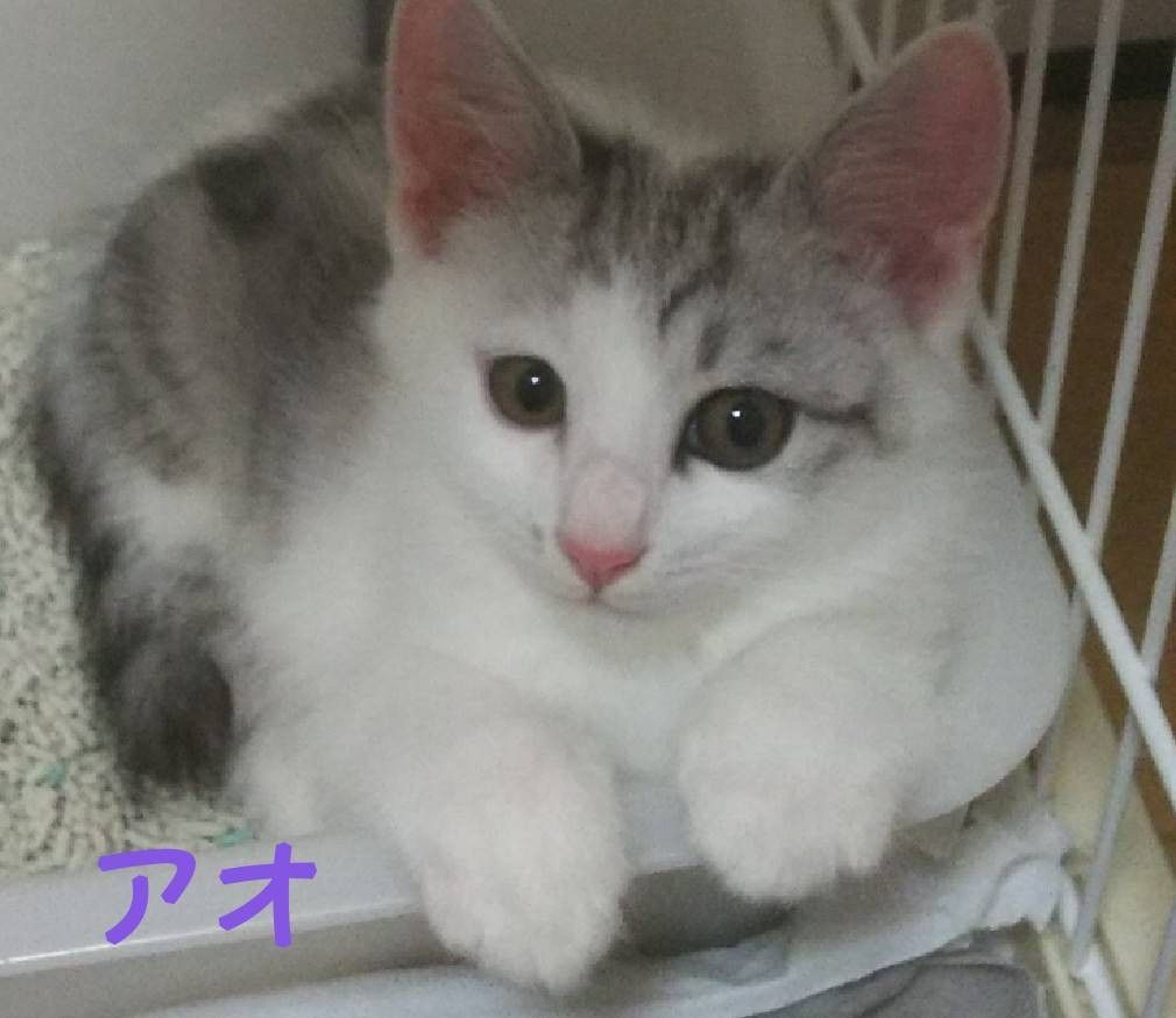 雑種（ミックス猫）・オスの里親募集の写真