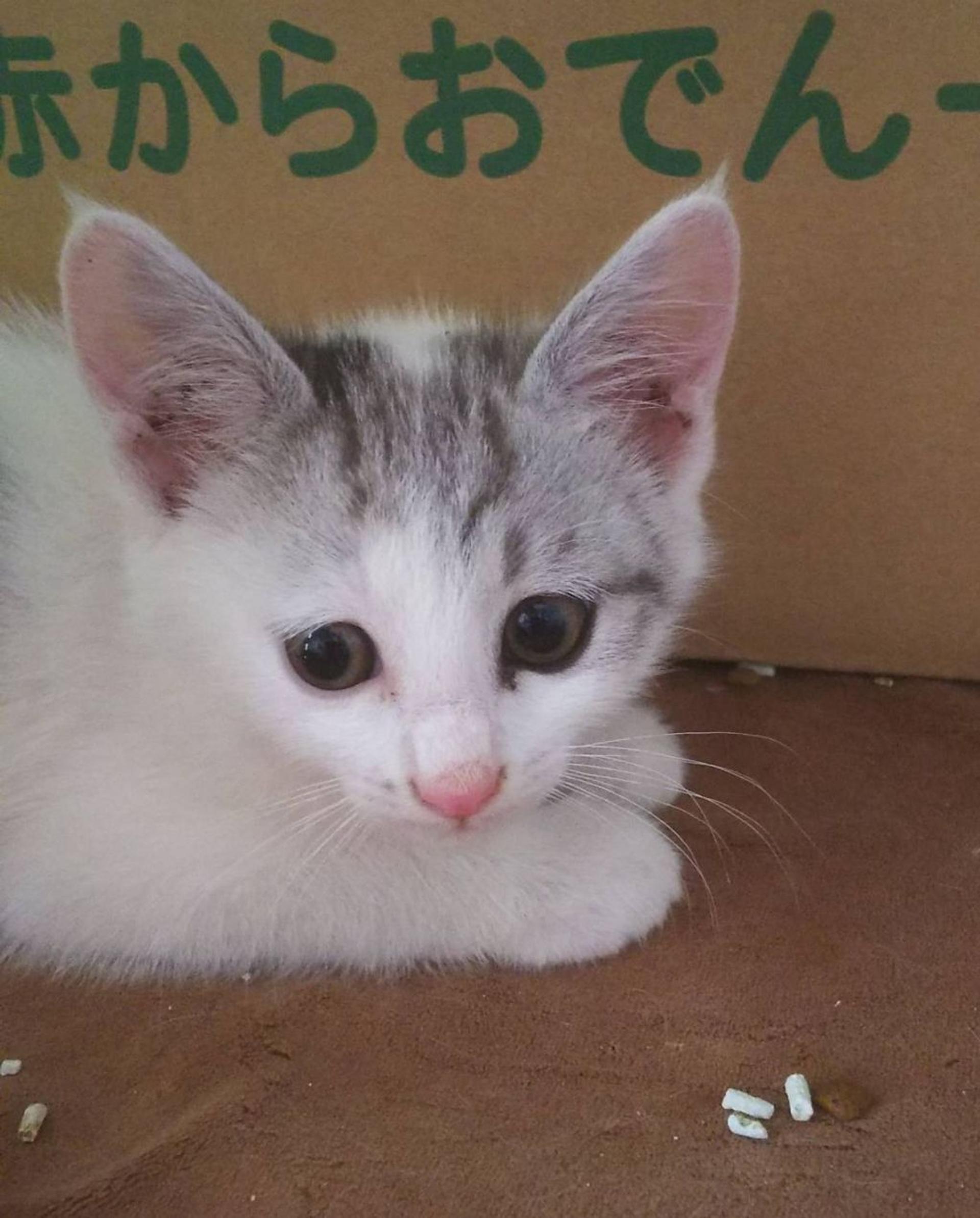 pet-image-2