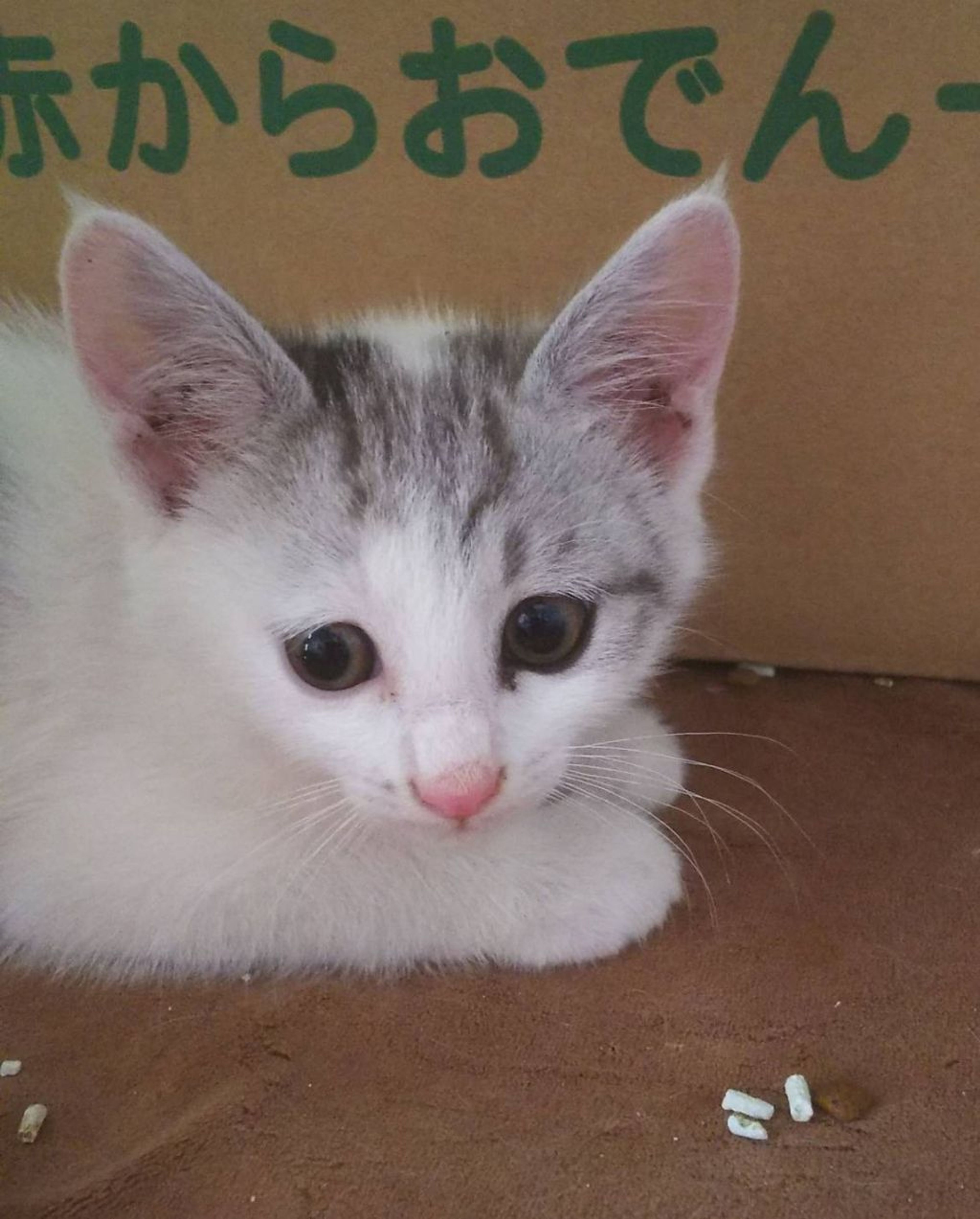 pet-image-2