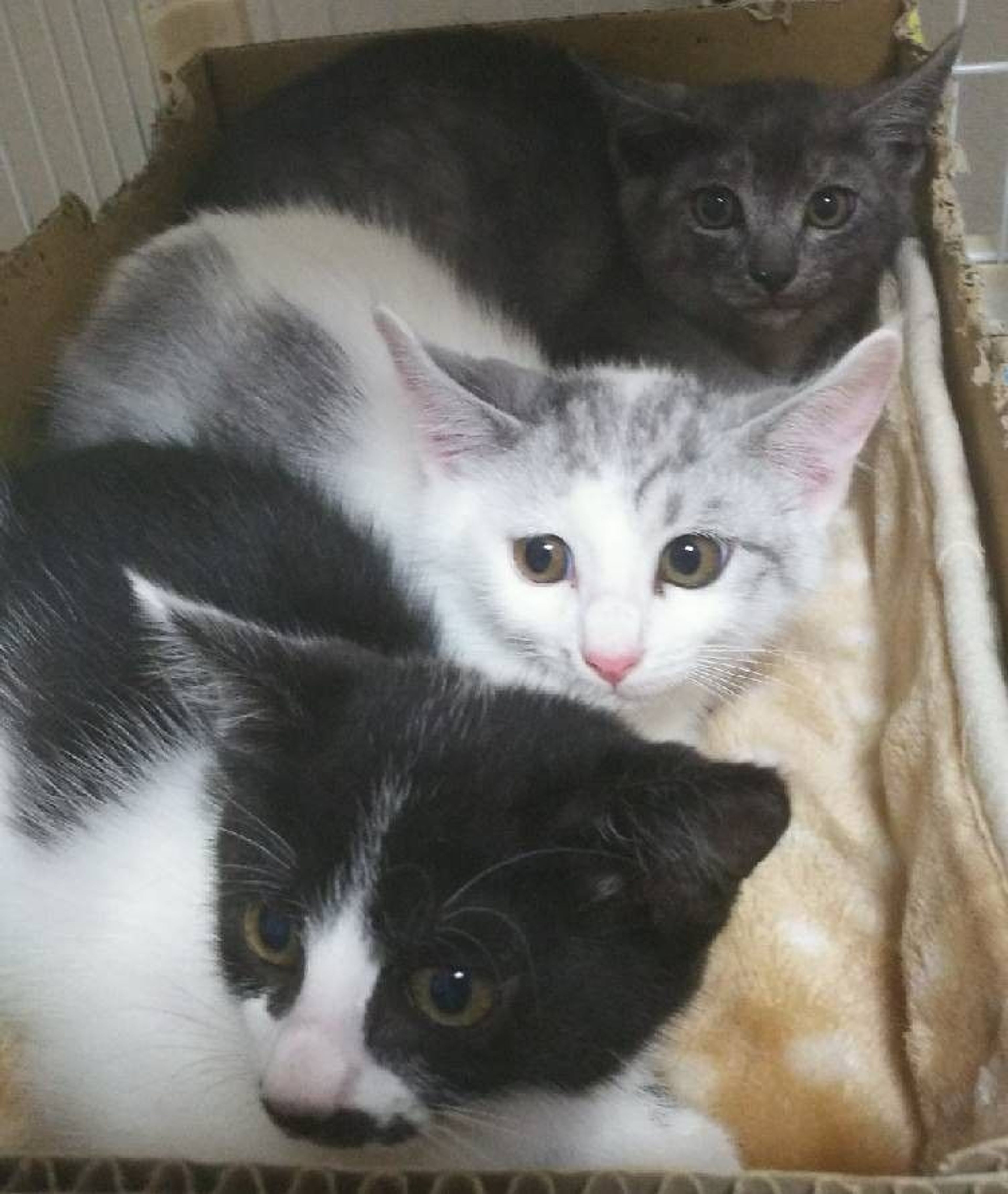 pet-image-4