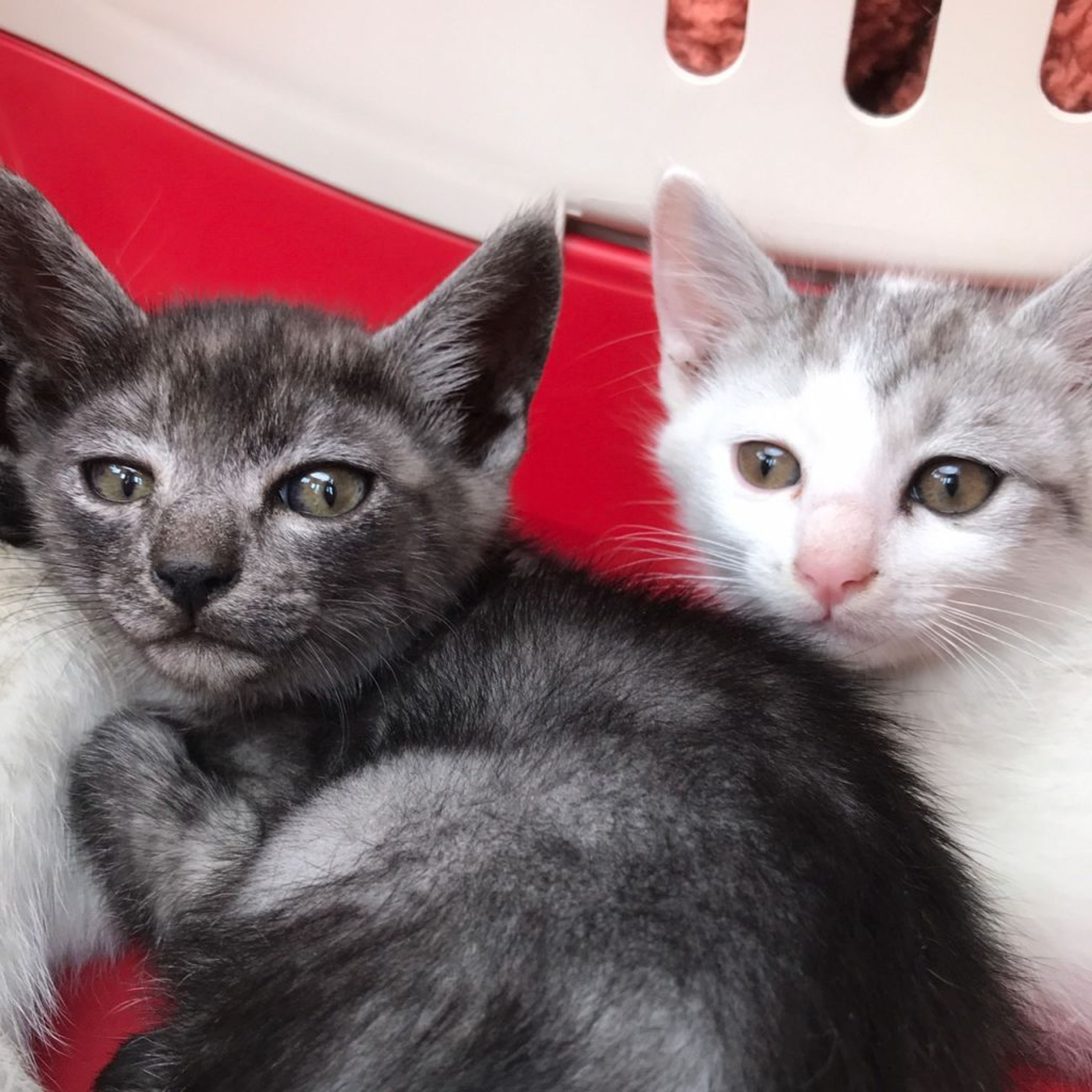 pet-image-5