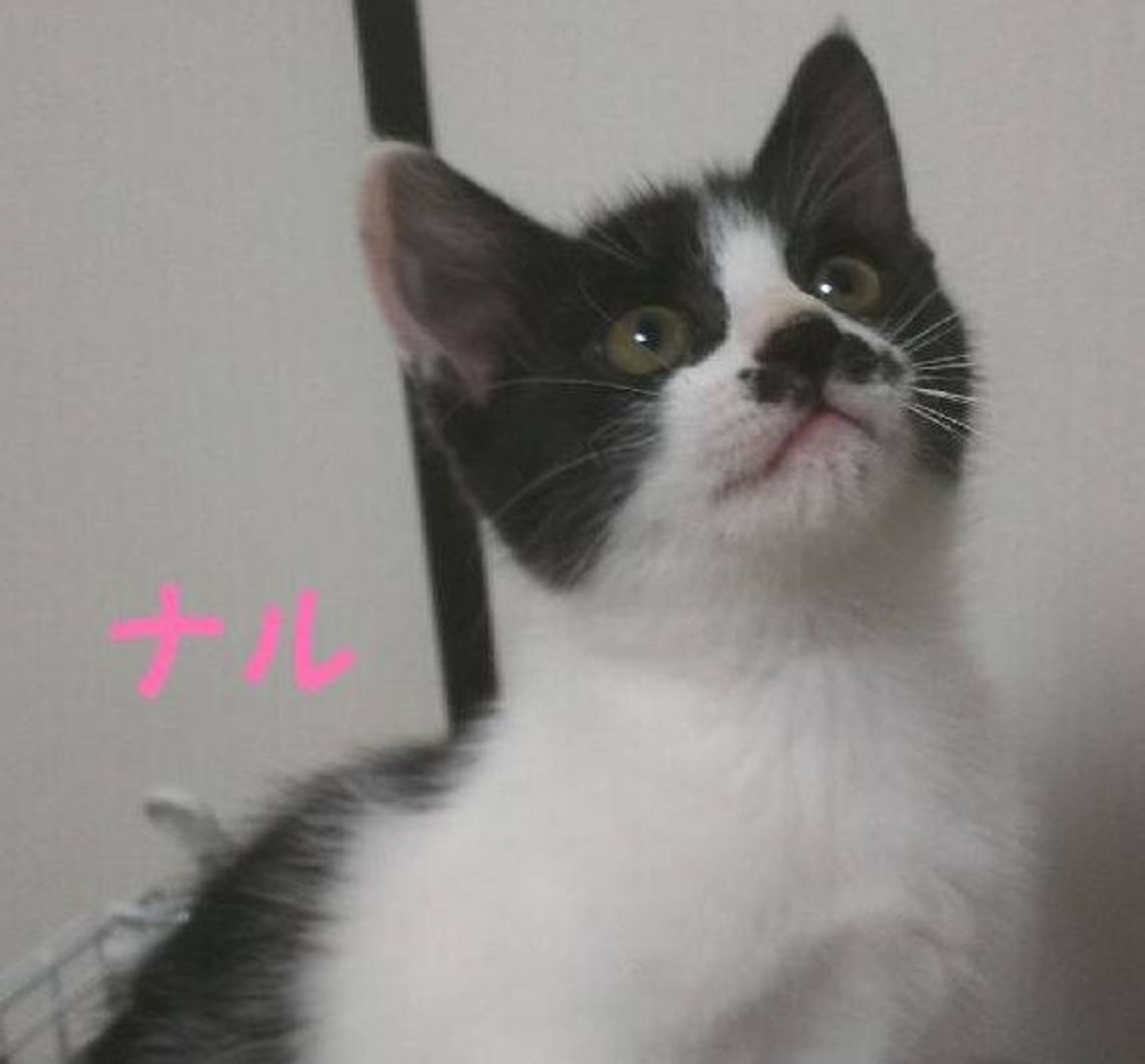 雑種（ミックス猫）・メスの里親募集の写真