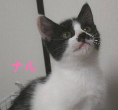 ナルの写真