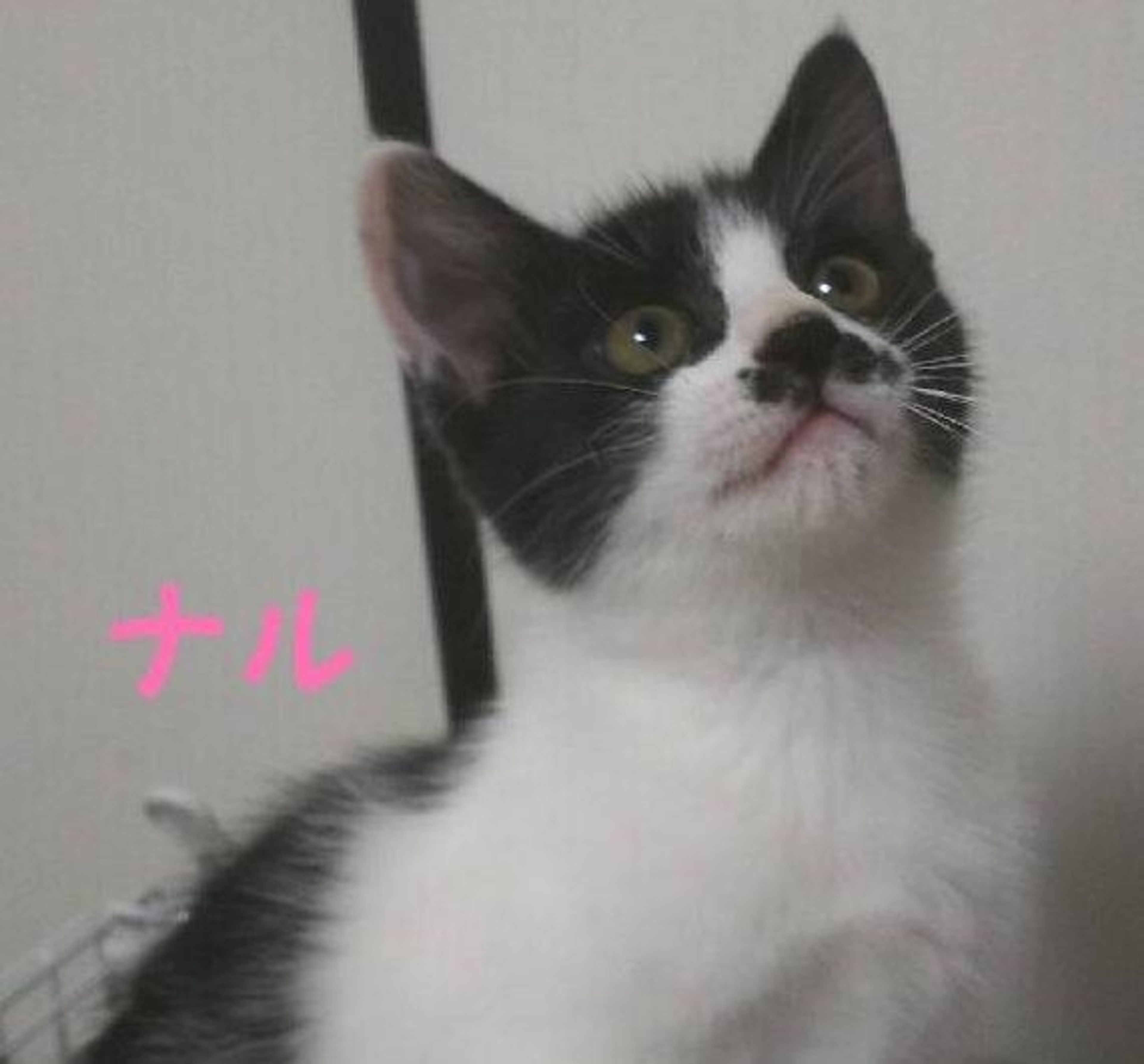 雑種（ミックス猫）・メスの里親募集の写真