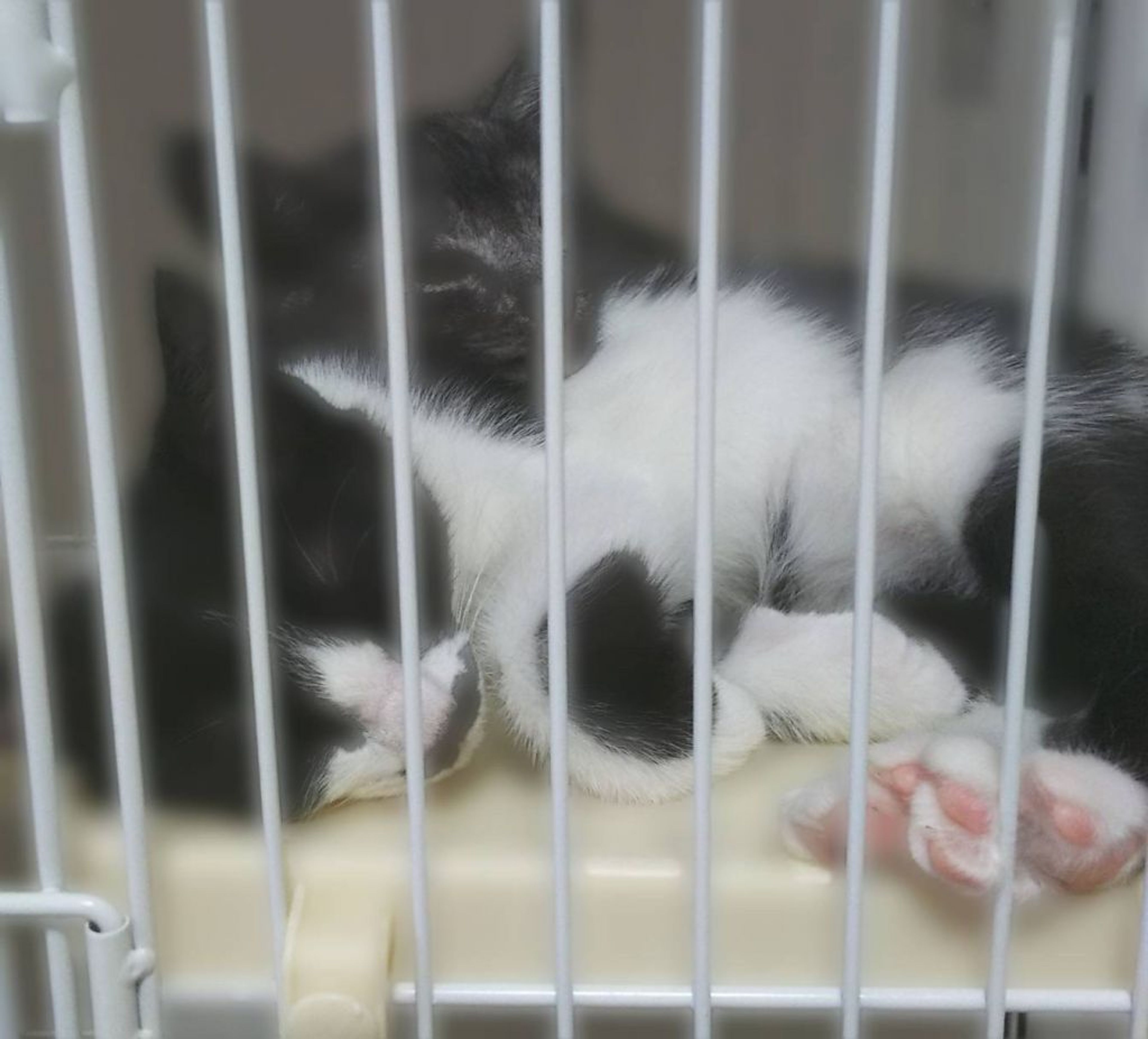 pet-image-3