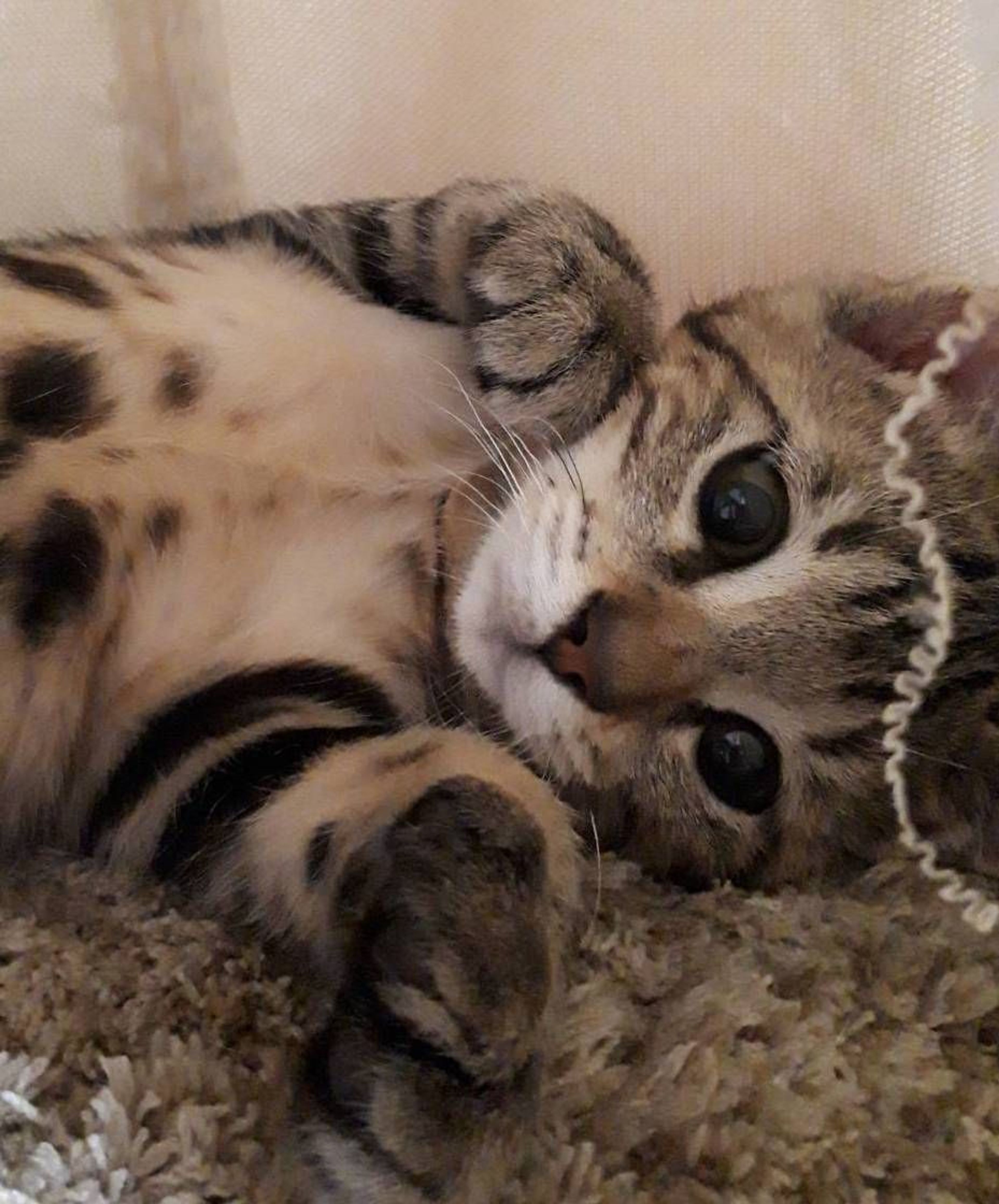 pet-image-3