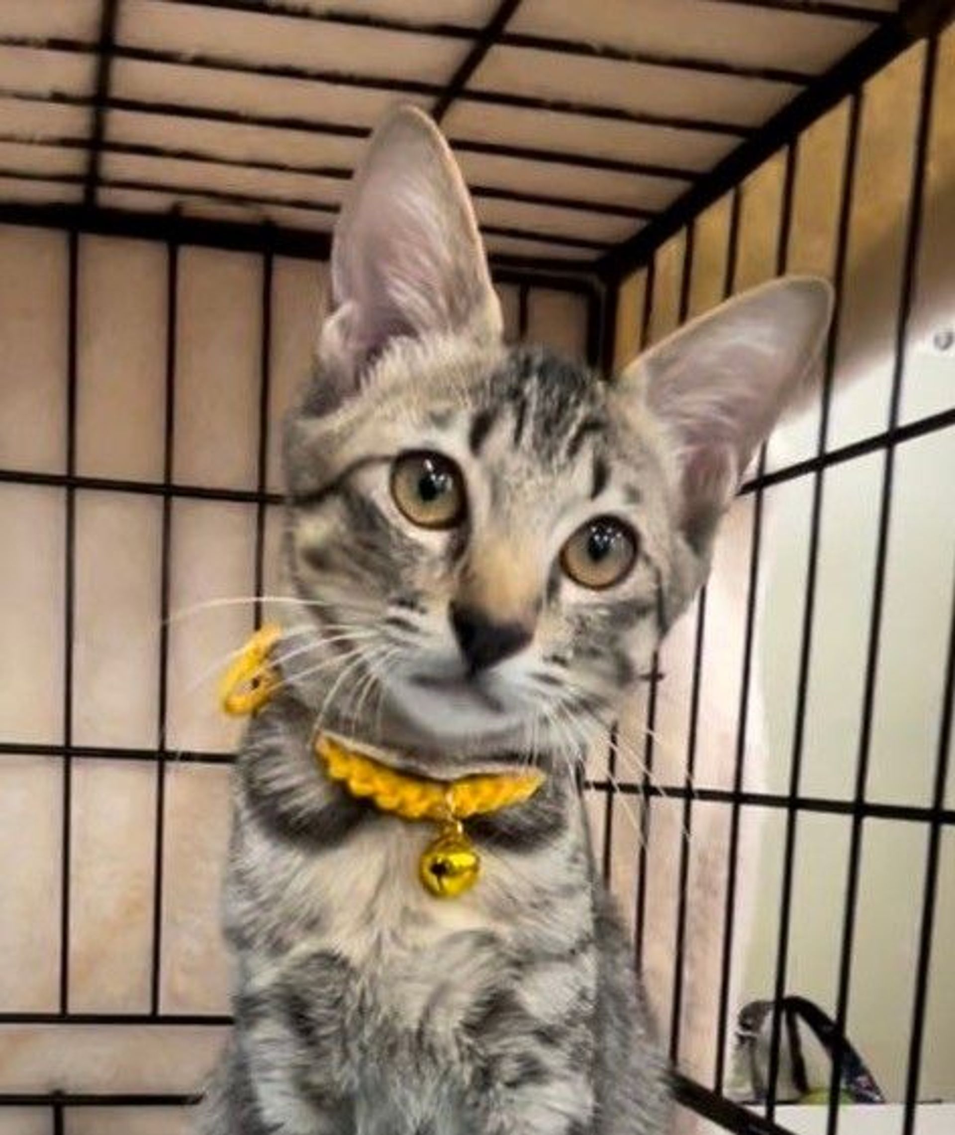 雑種（ミックス猫）・メスの里親募集の写真