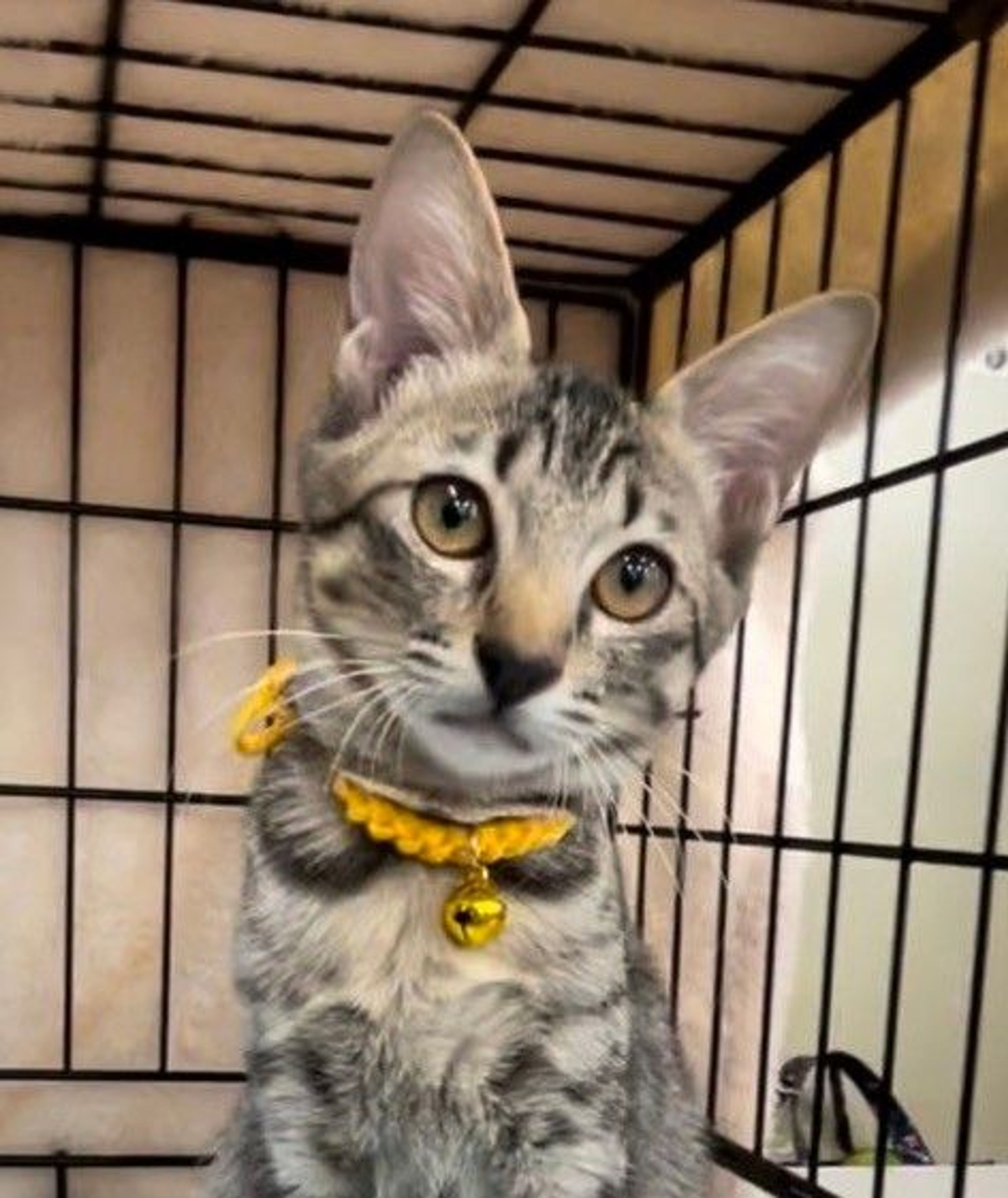 雑種（ミックス猫）・メスの里親募集の写真