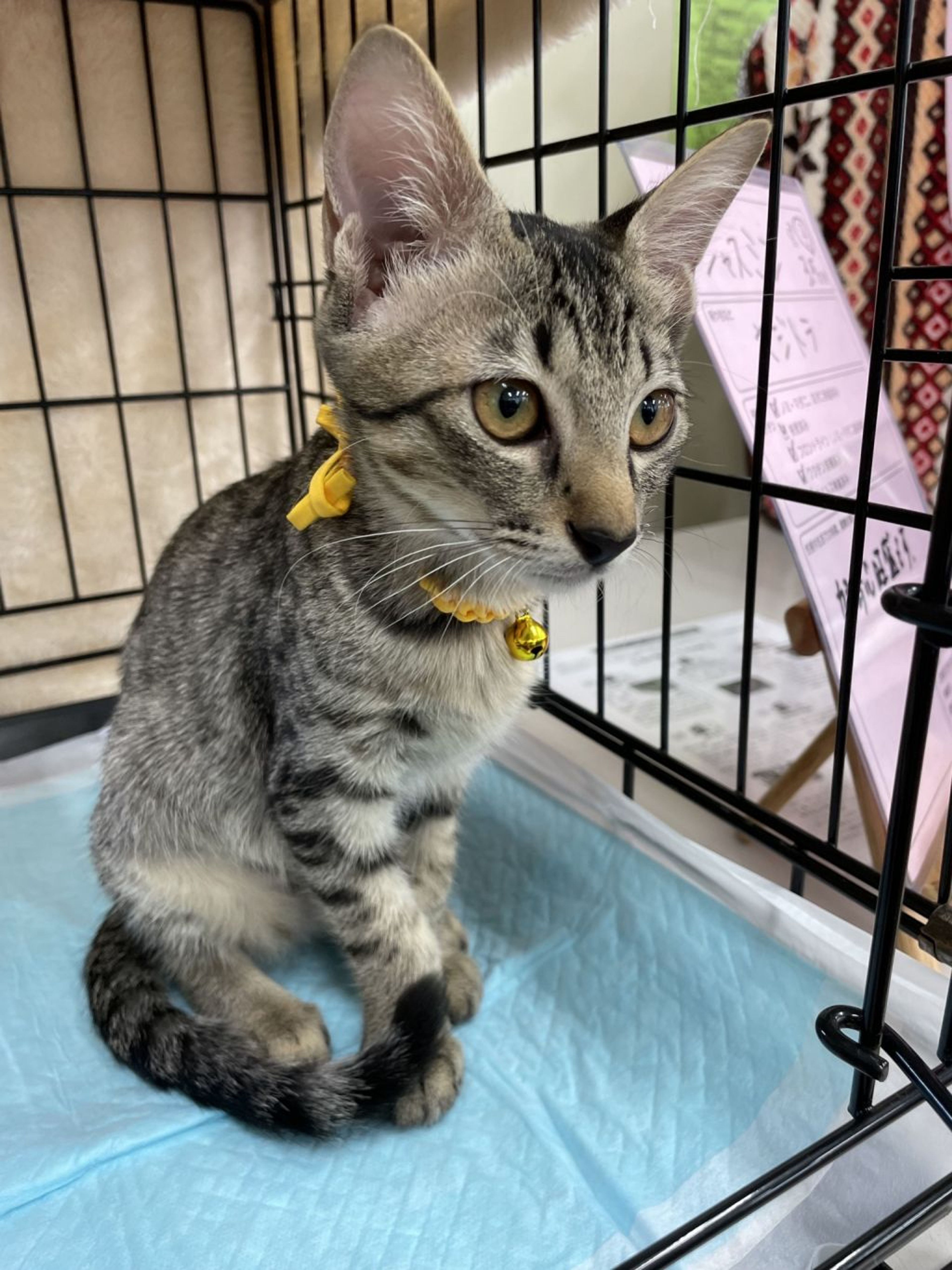 pet-image-3