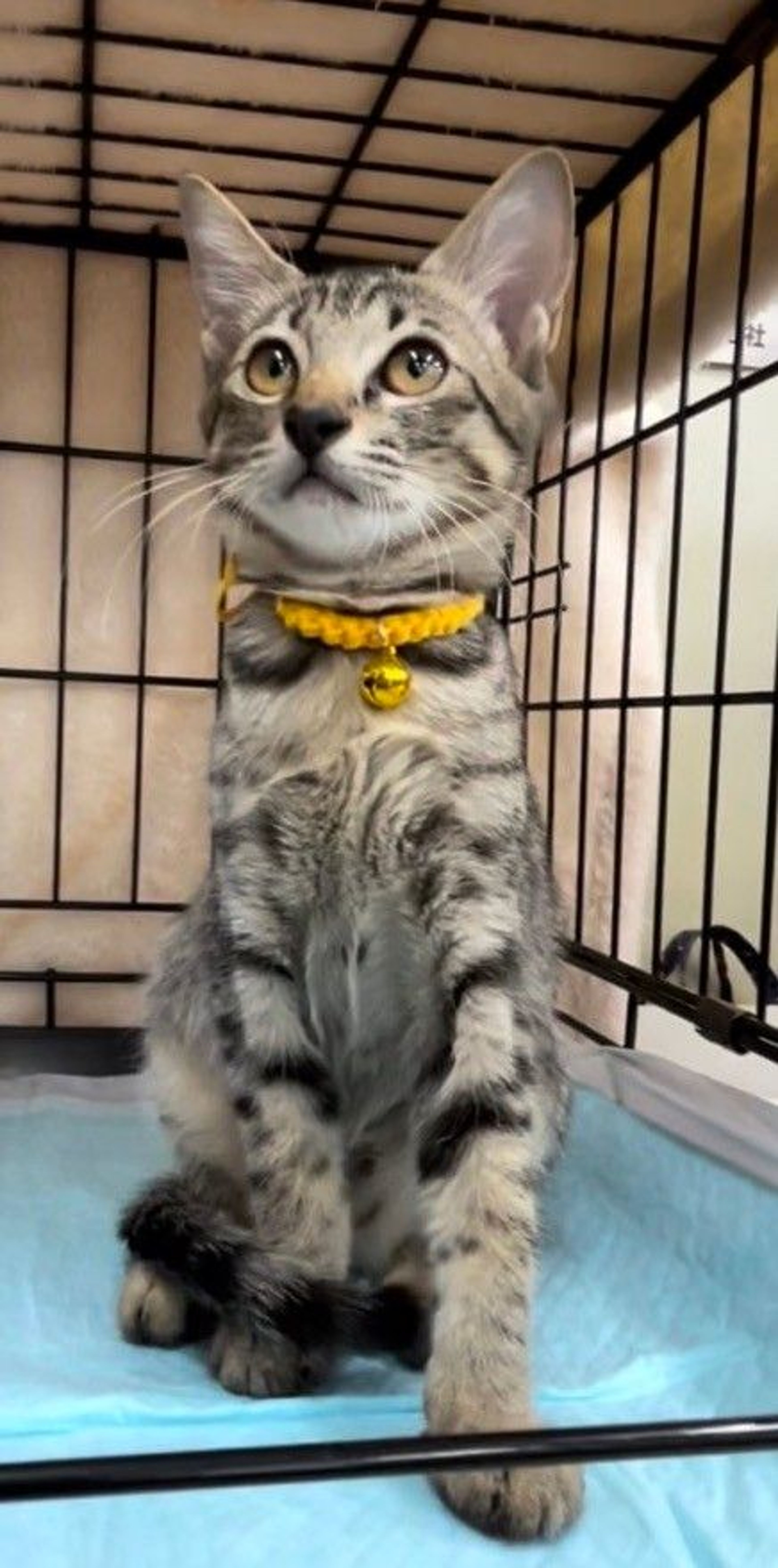 pet-image-4