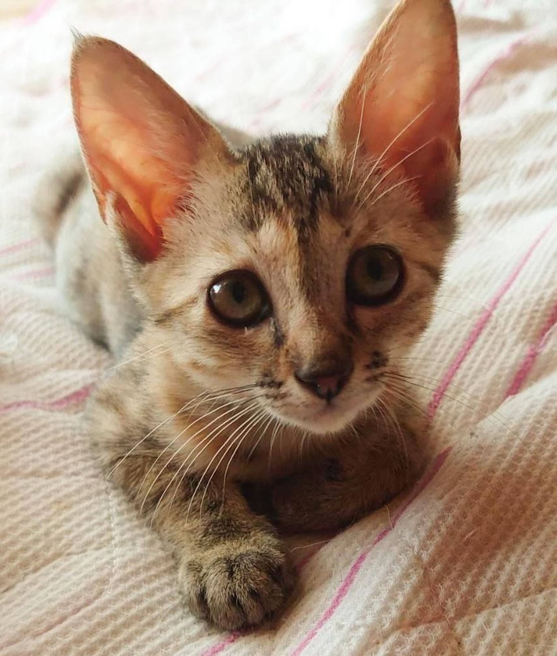 雑種（ミックス猫）・メスの里親募集の写真